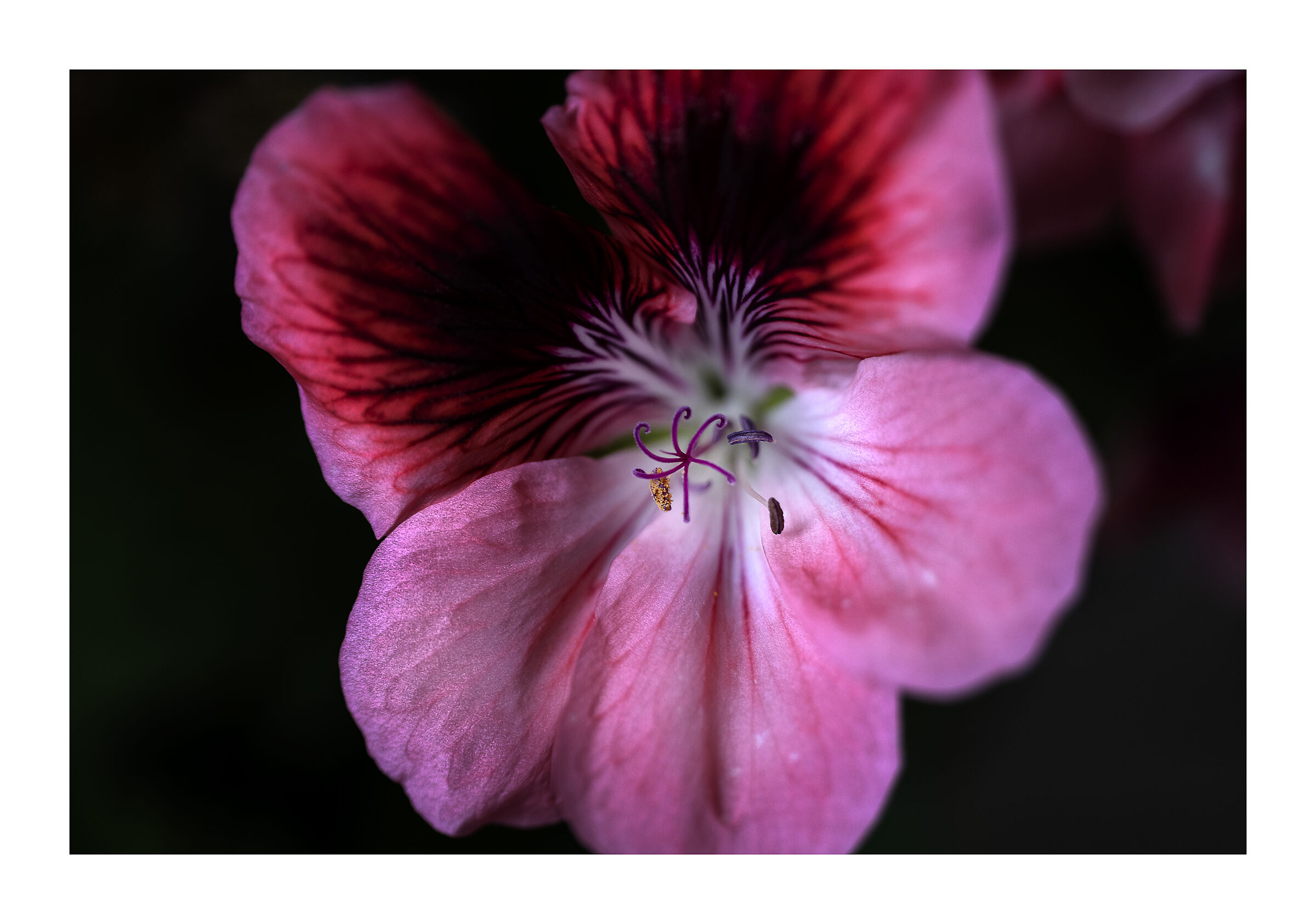 Detail of geranium...