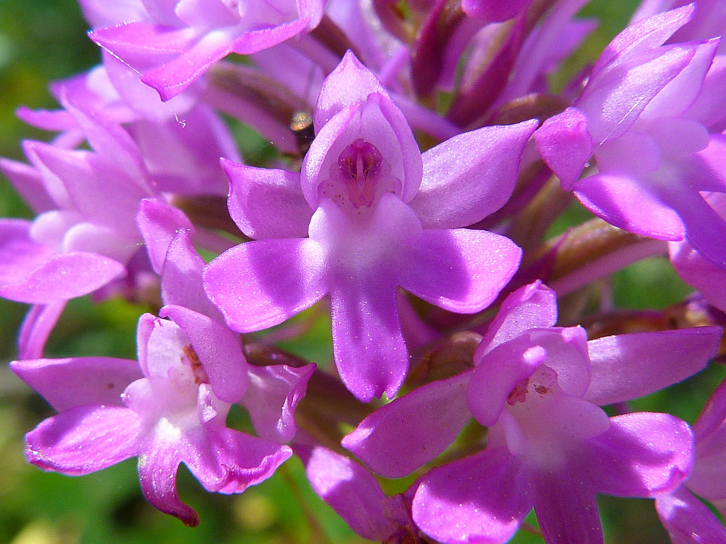 Orchid: Switched Neotinea?