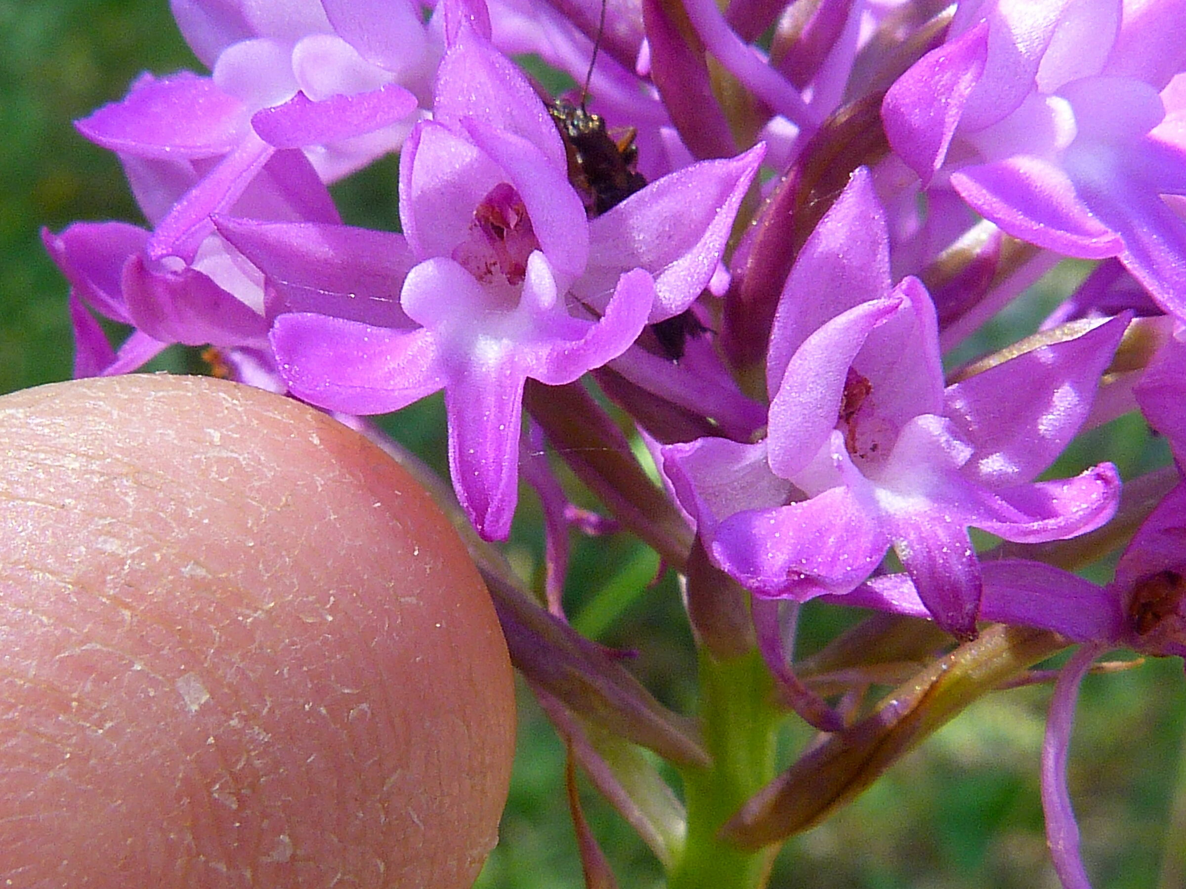 Orchid: Switched Neotinea?