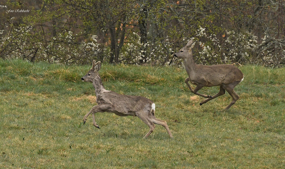 Roe deer in the running...