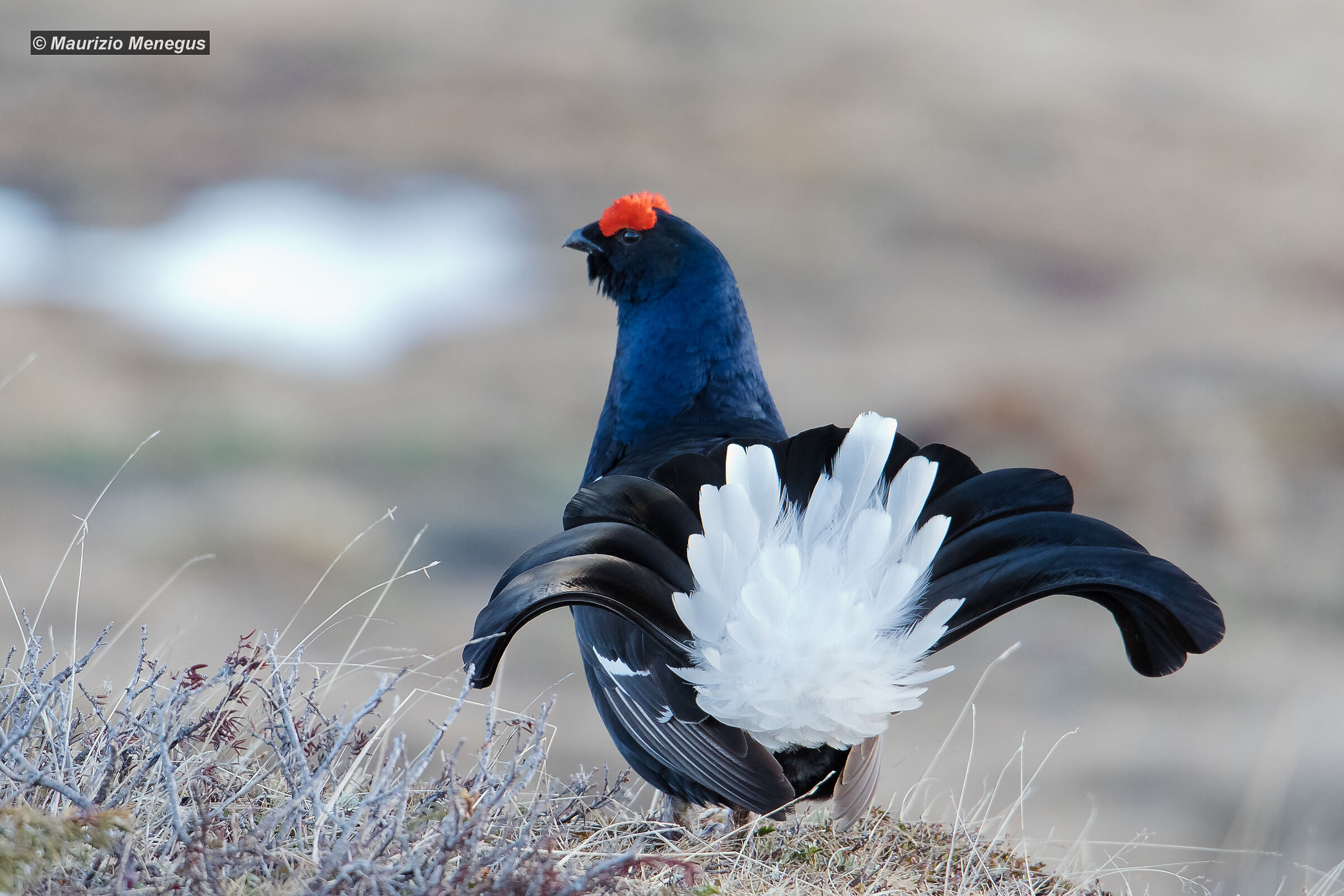 La coda del Gallo Forcello