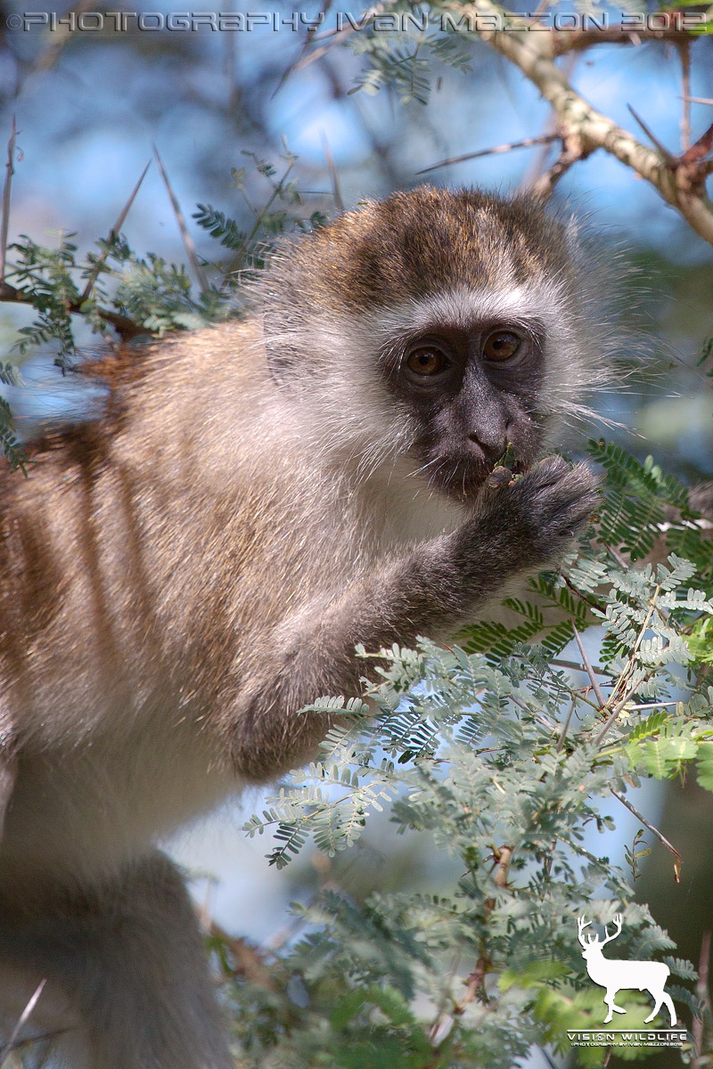 Vervet Monkey