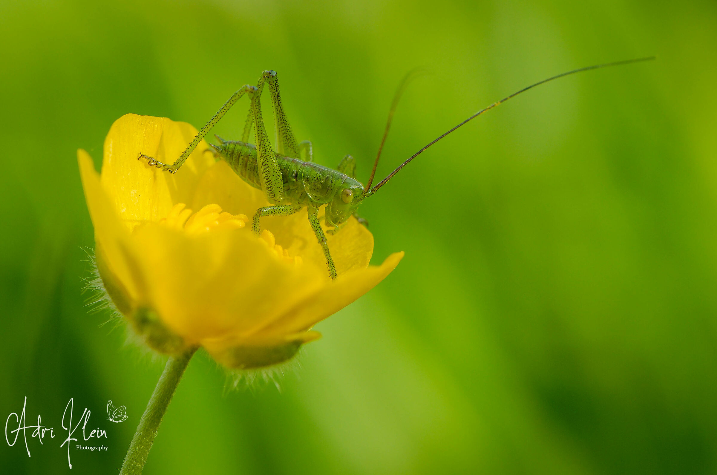 Grashoppernymph