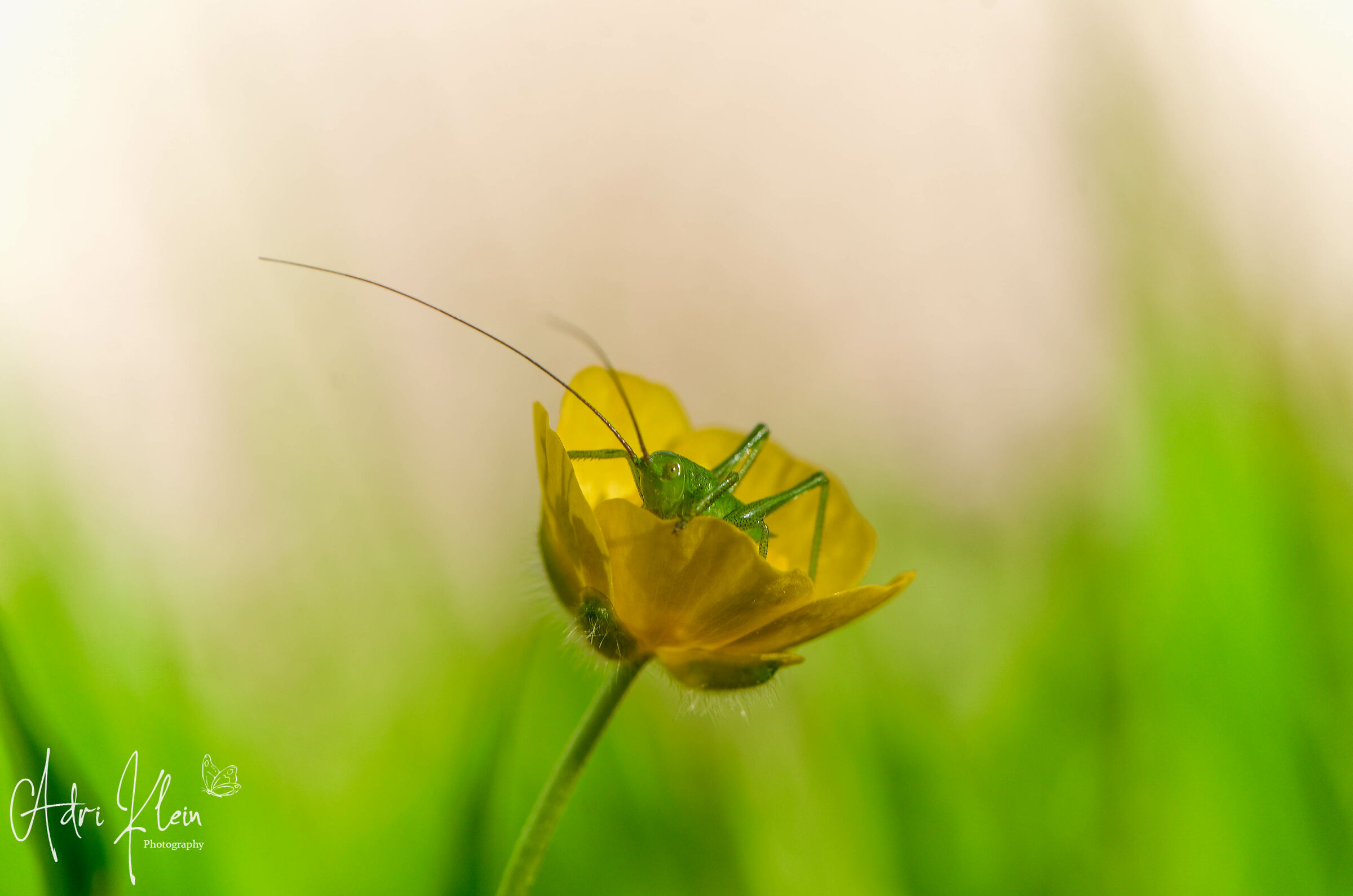 Grashoppernymph