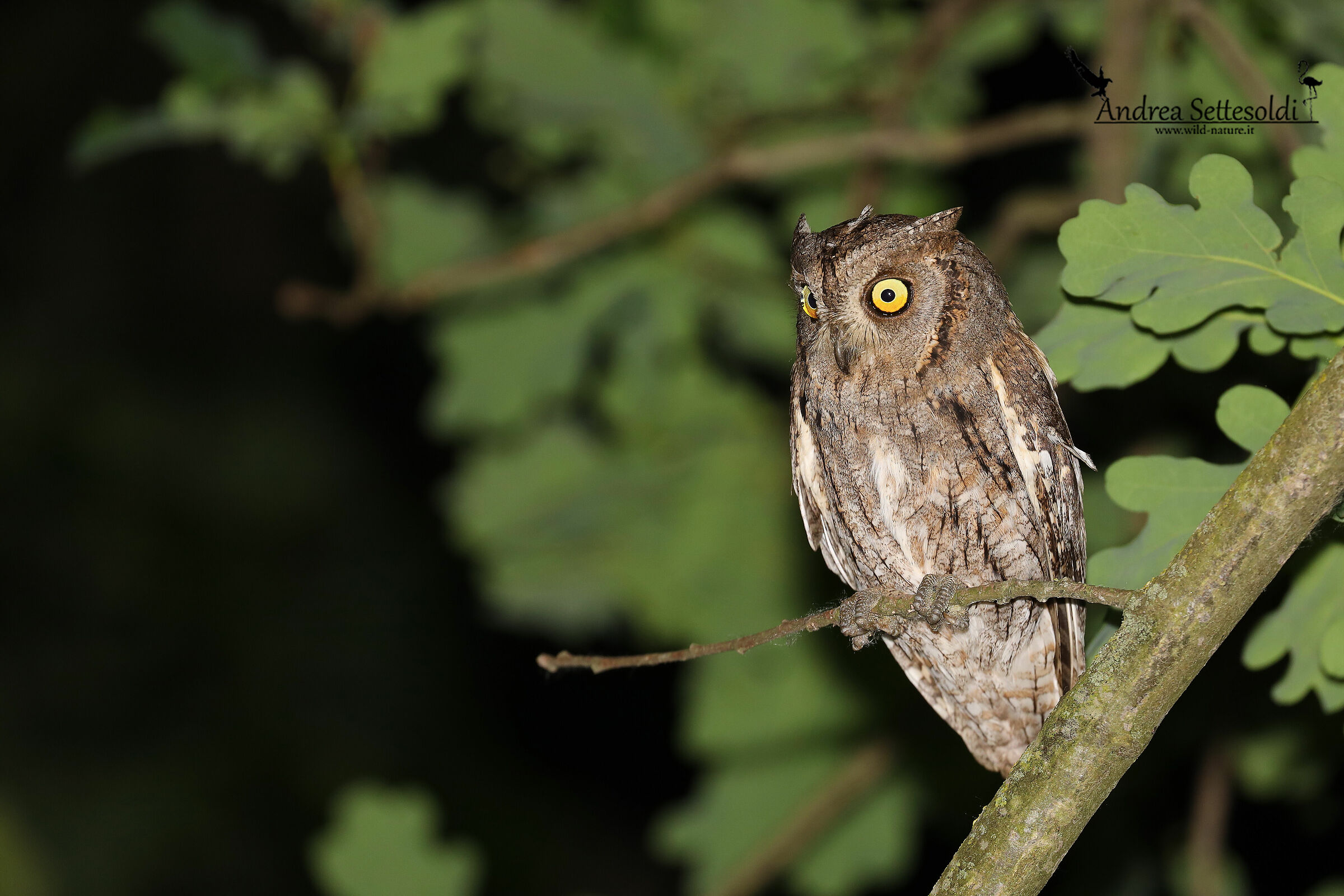Scops Owl