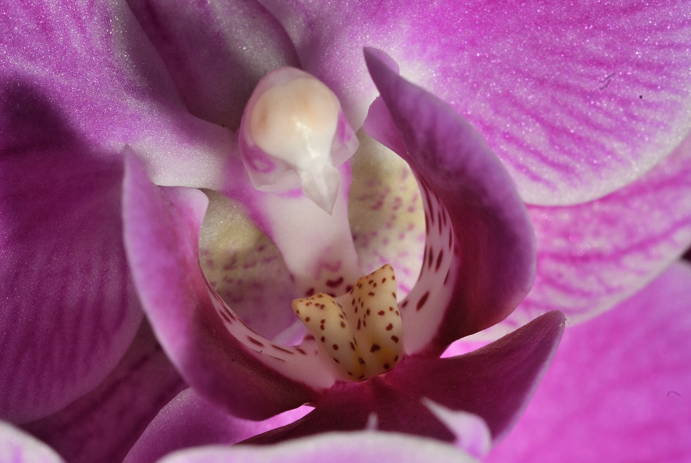 nella bocca dell'orchidea