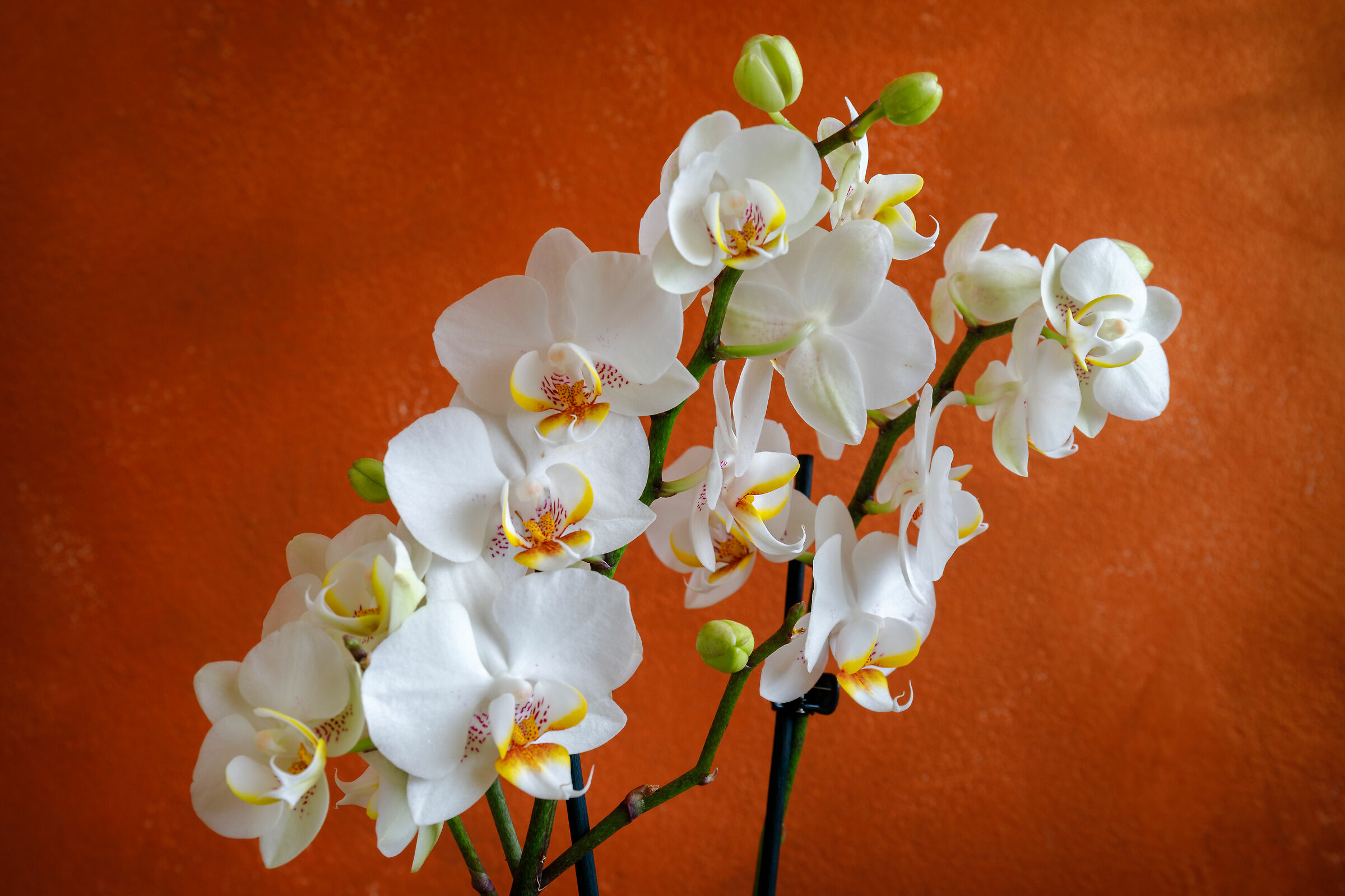 Esplosione di orchidee