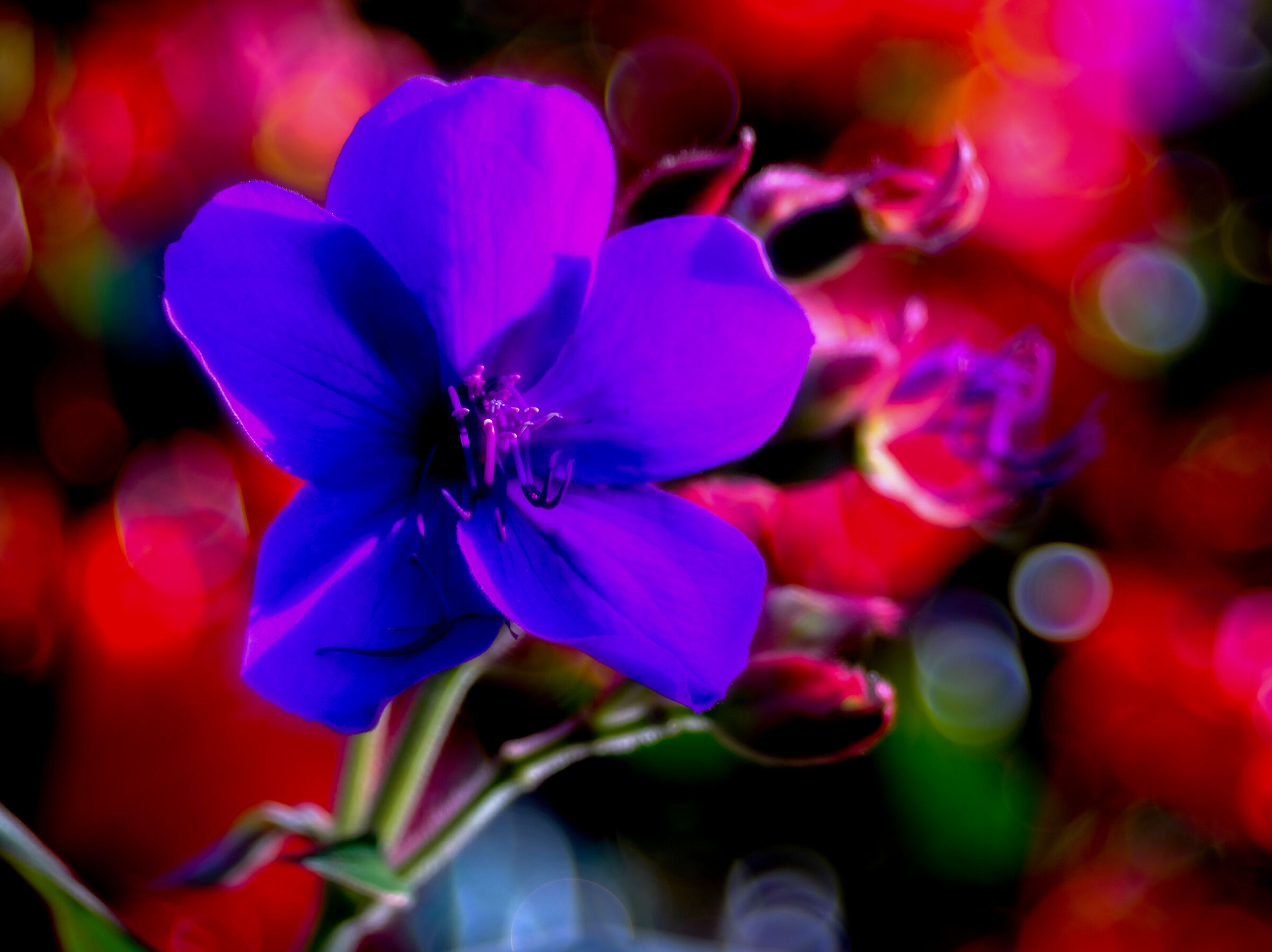 Magicamente Trioplan 7