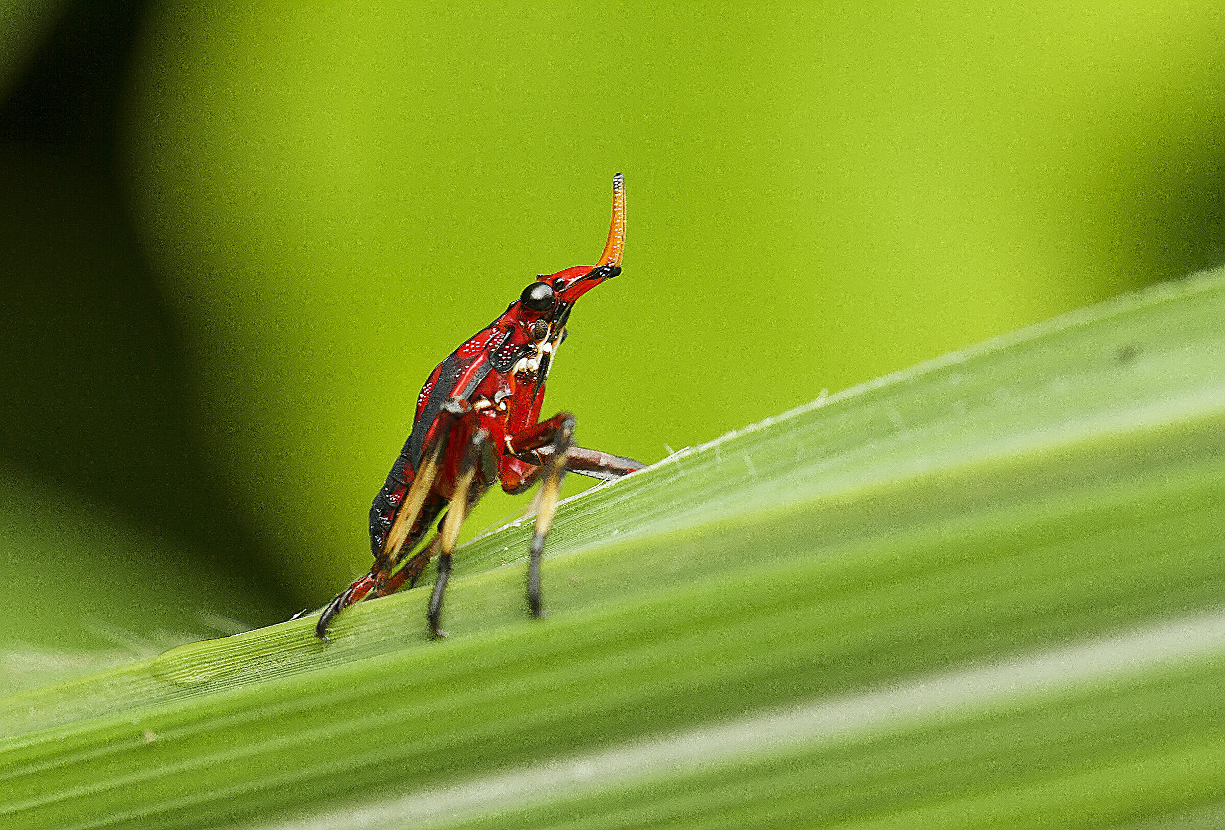Fulgoridae nymph