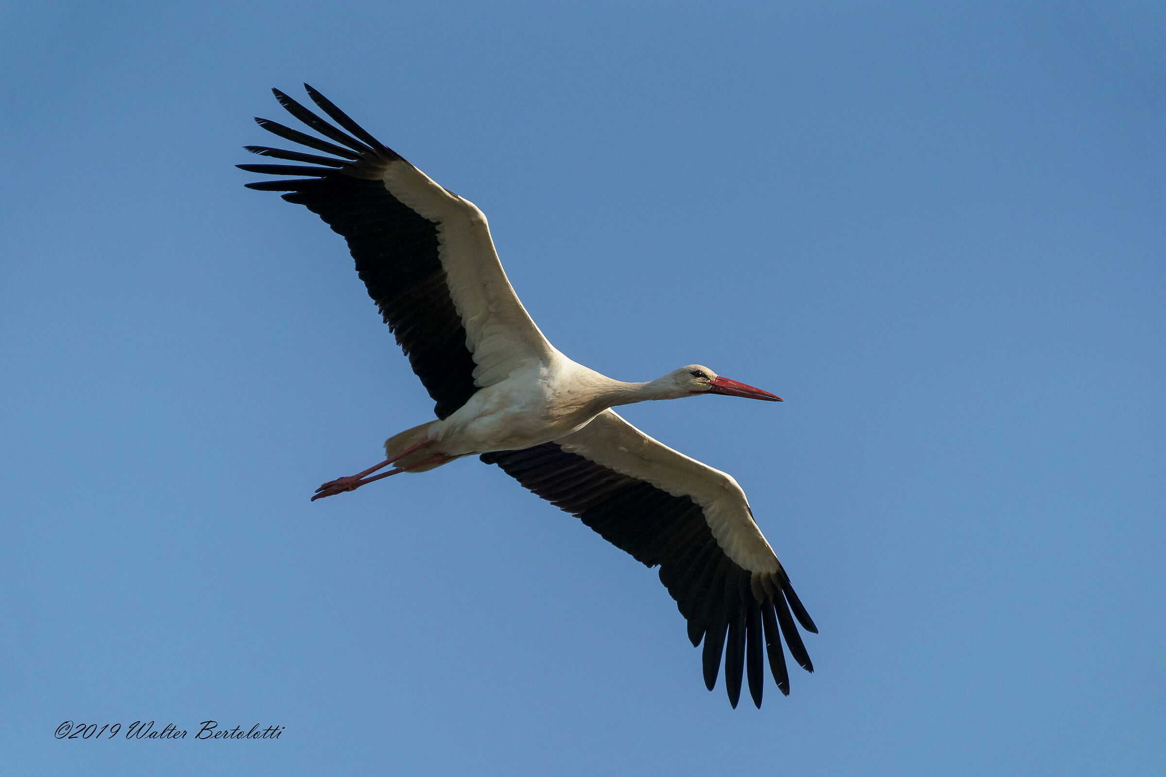 Stork