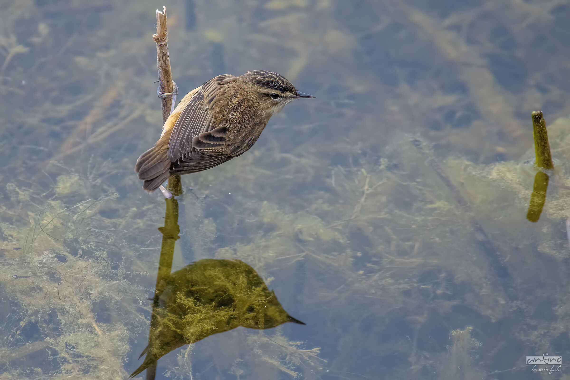 Sedge Warbler