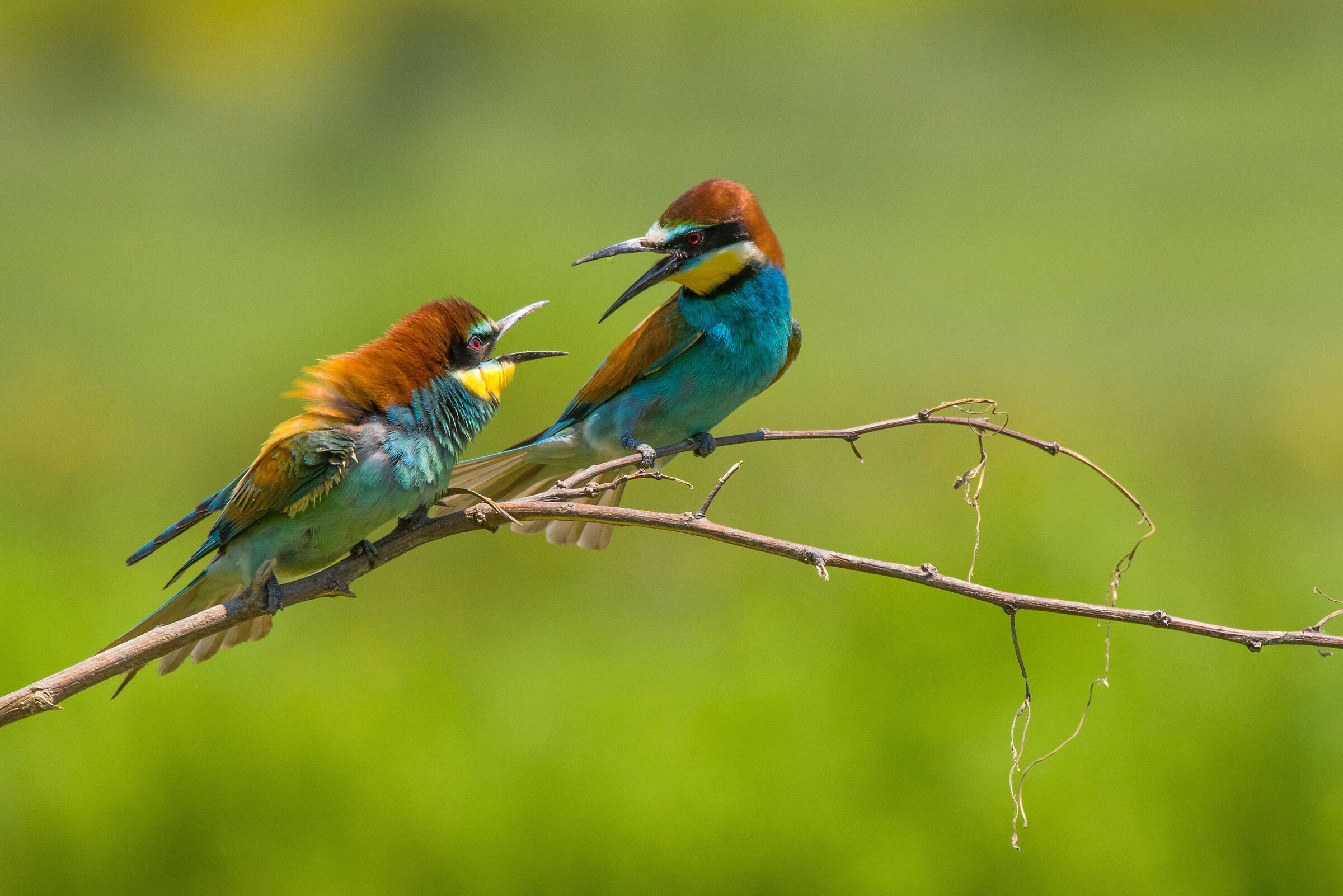 Discussions between Bee-eaters