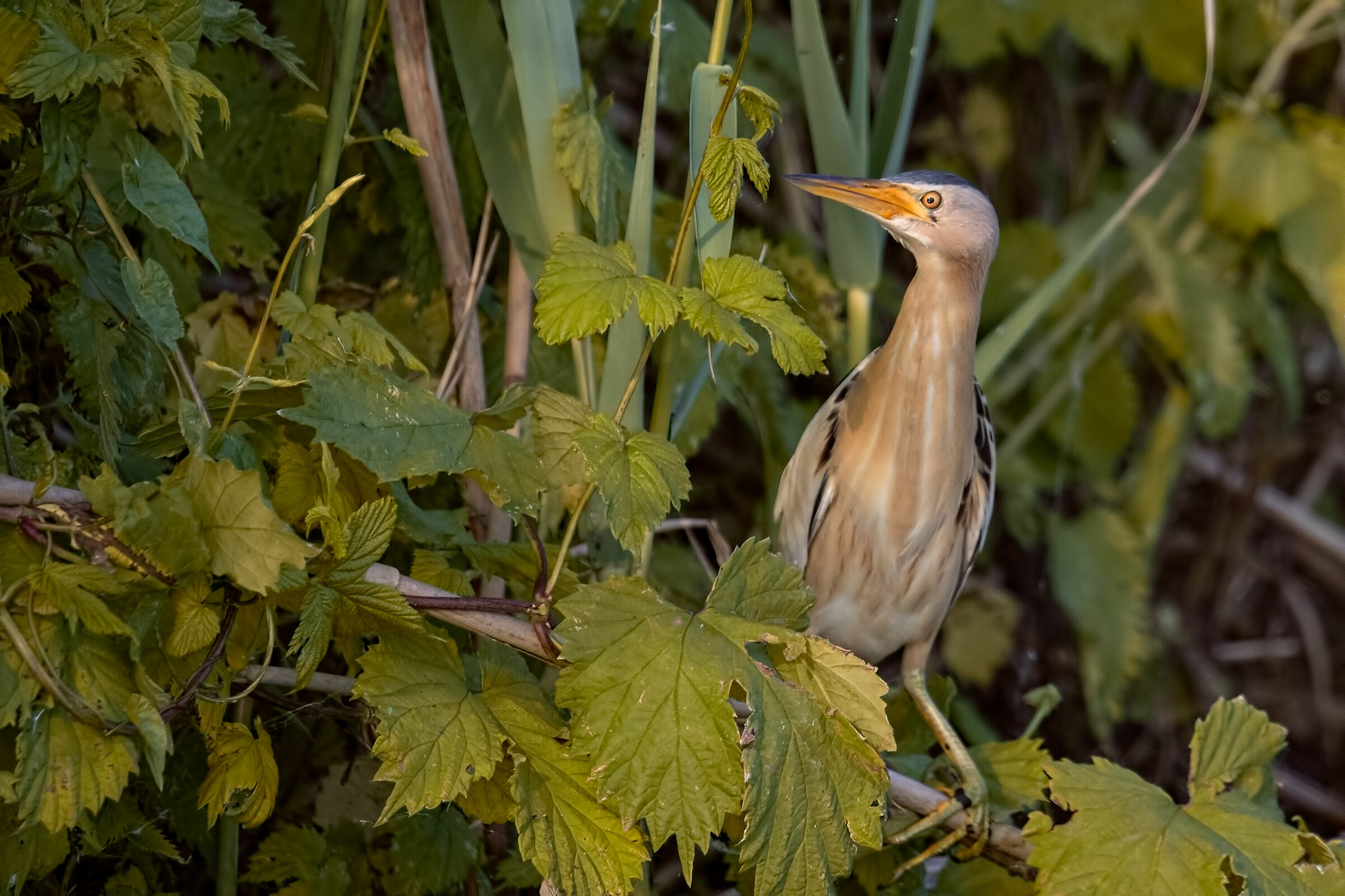 Tarabusino ambientato