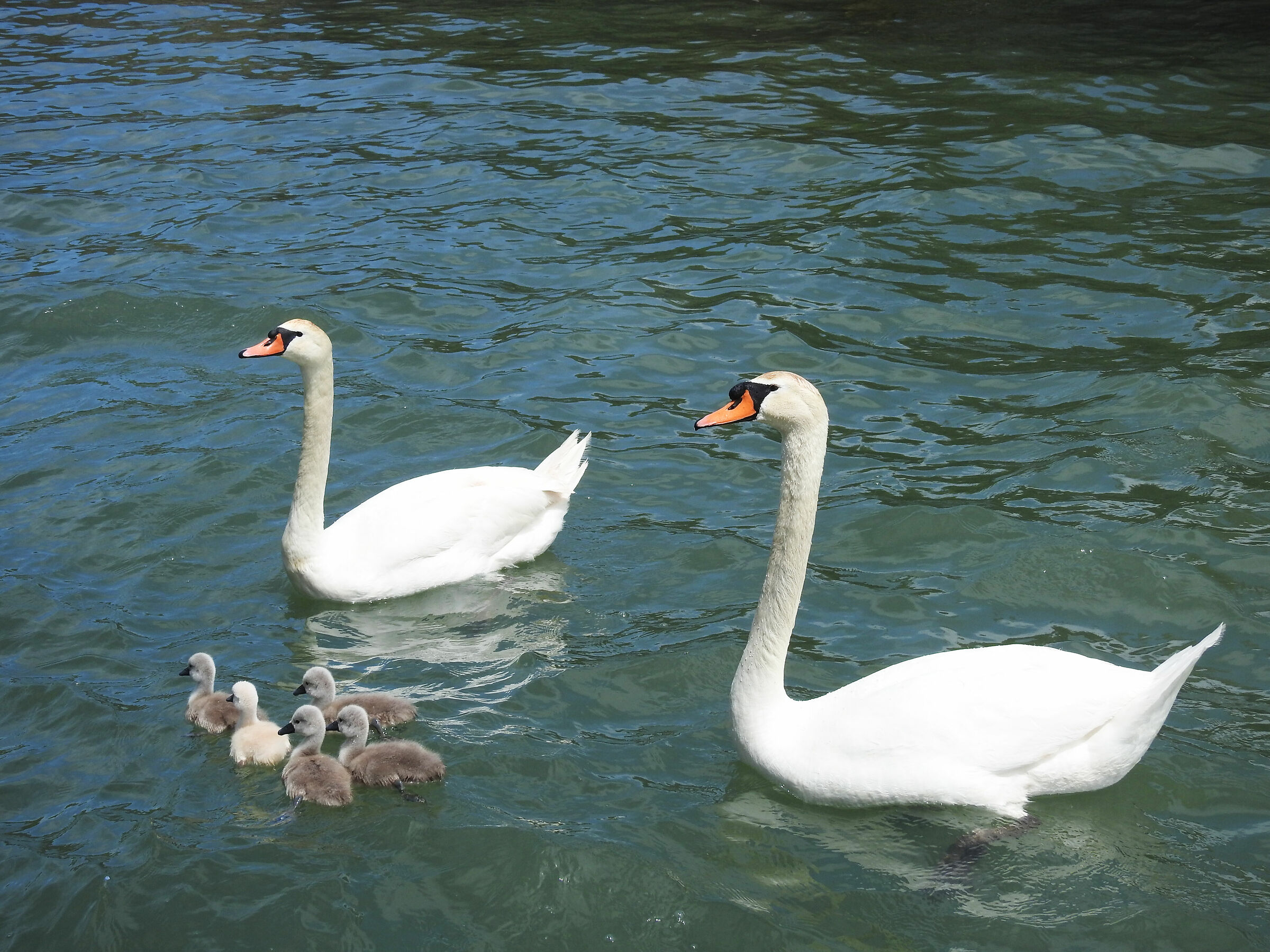 On the waters of the Tiber