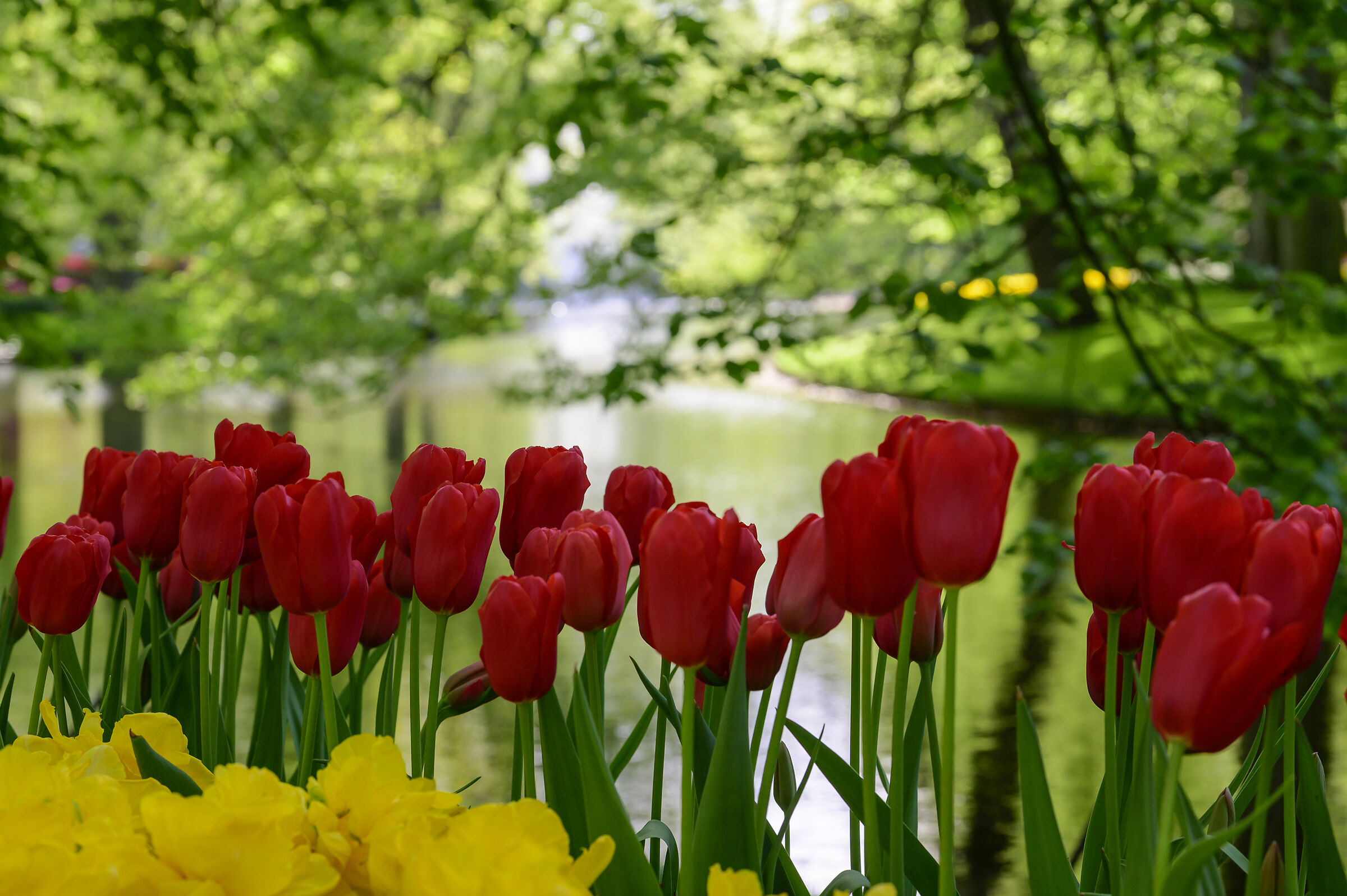 Parco Keukenhof