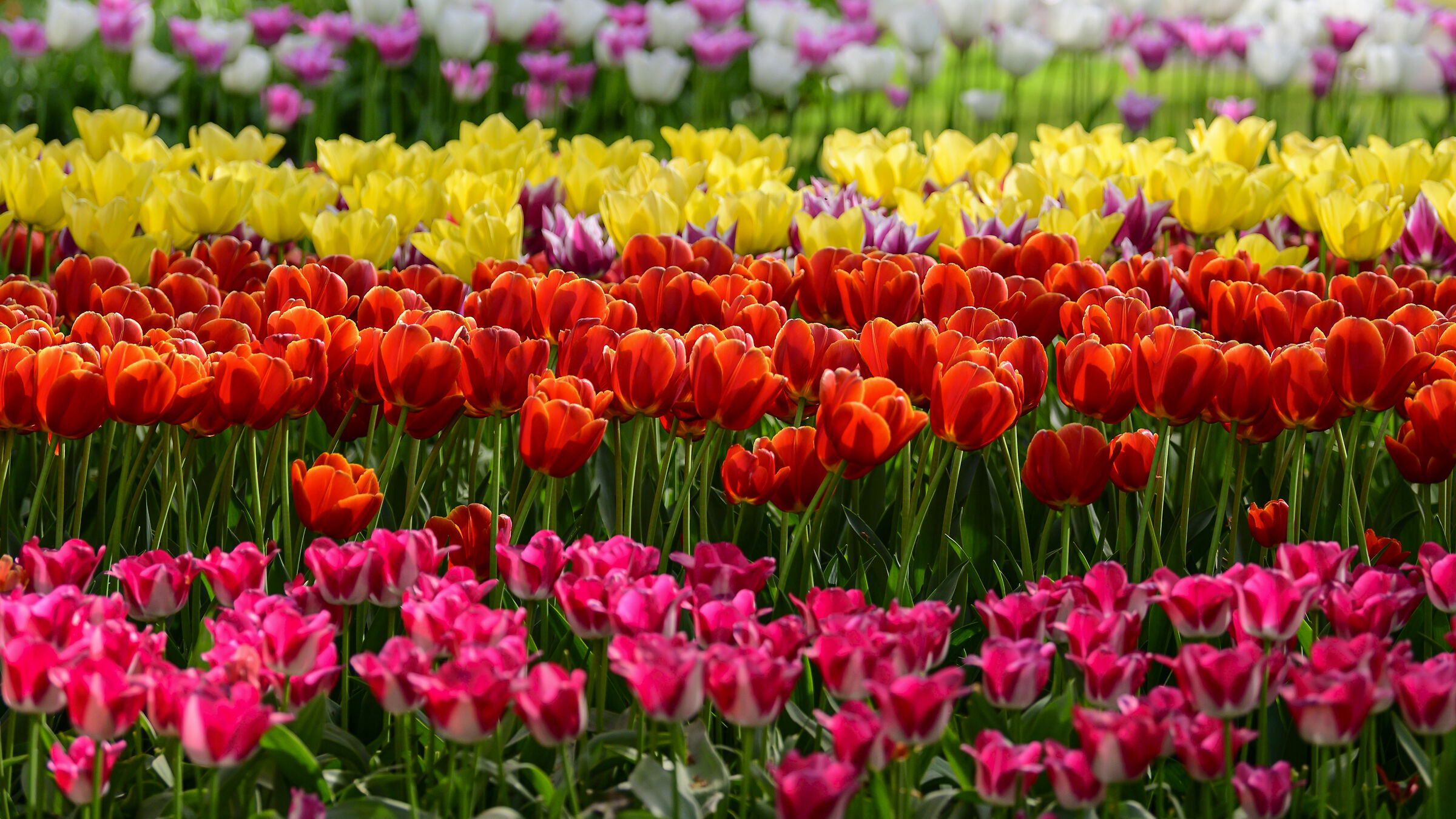 Parco Keukenhof