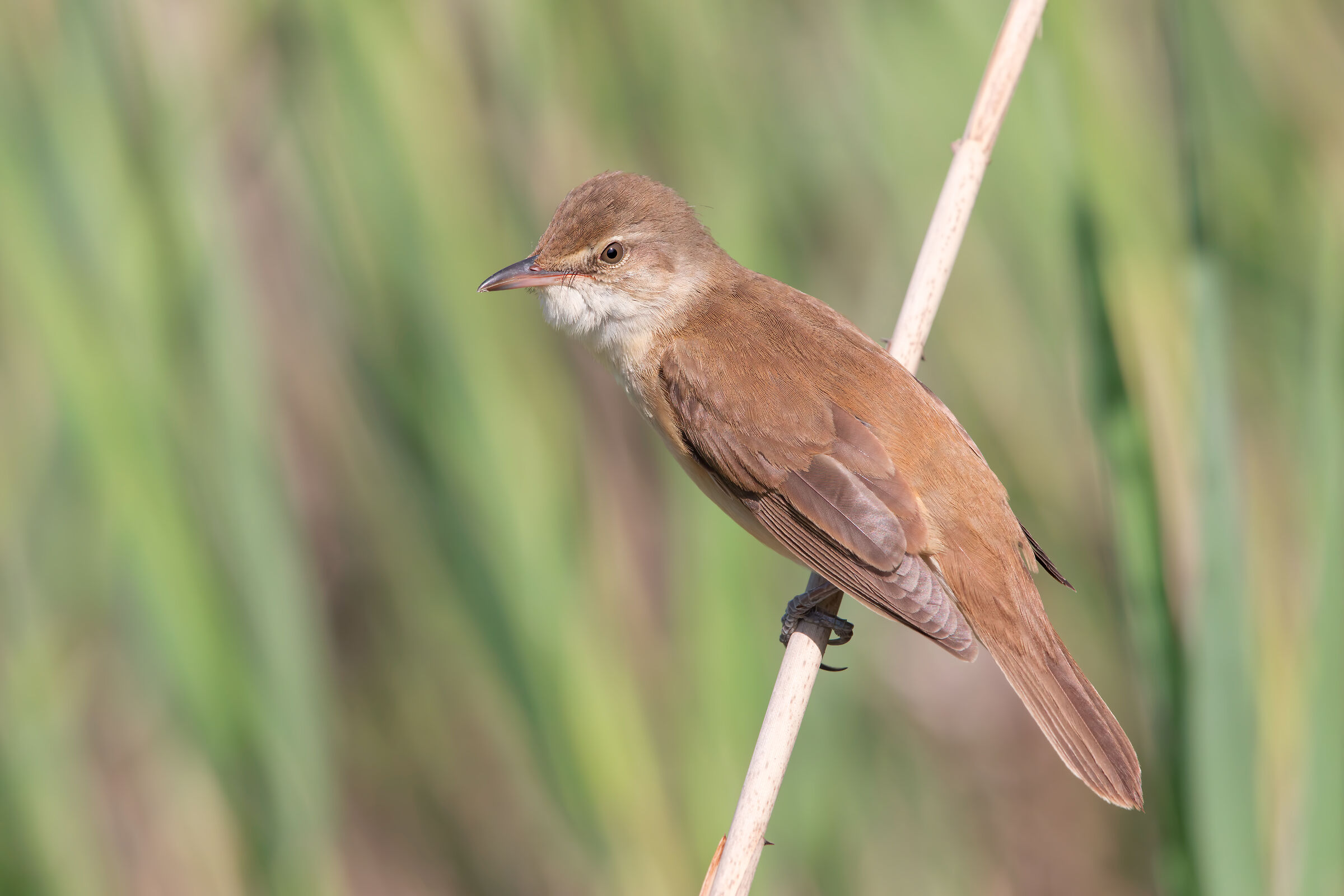 30mpx of Great Reed Warbler