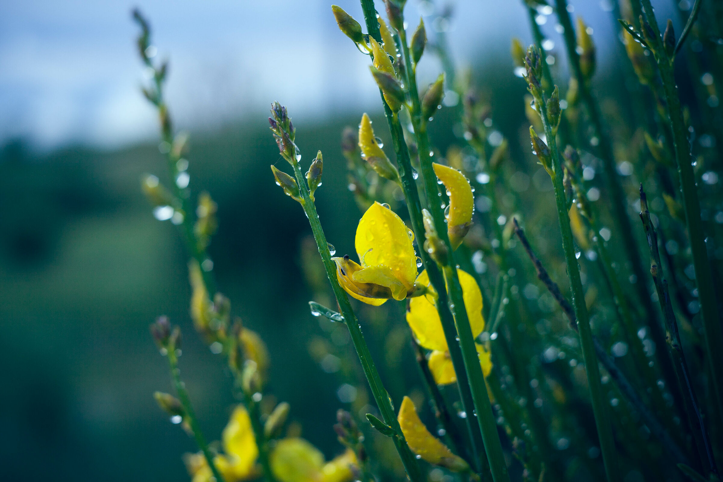 Flower of Broom