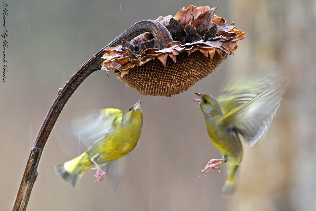 Incontro sotto la pioggia