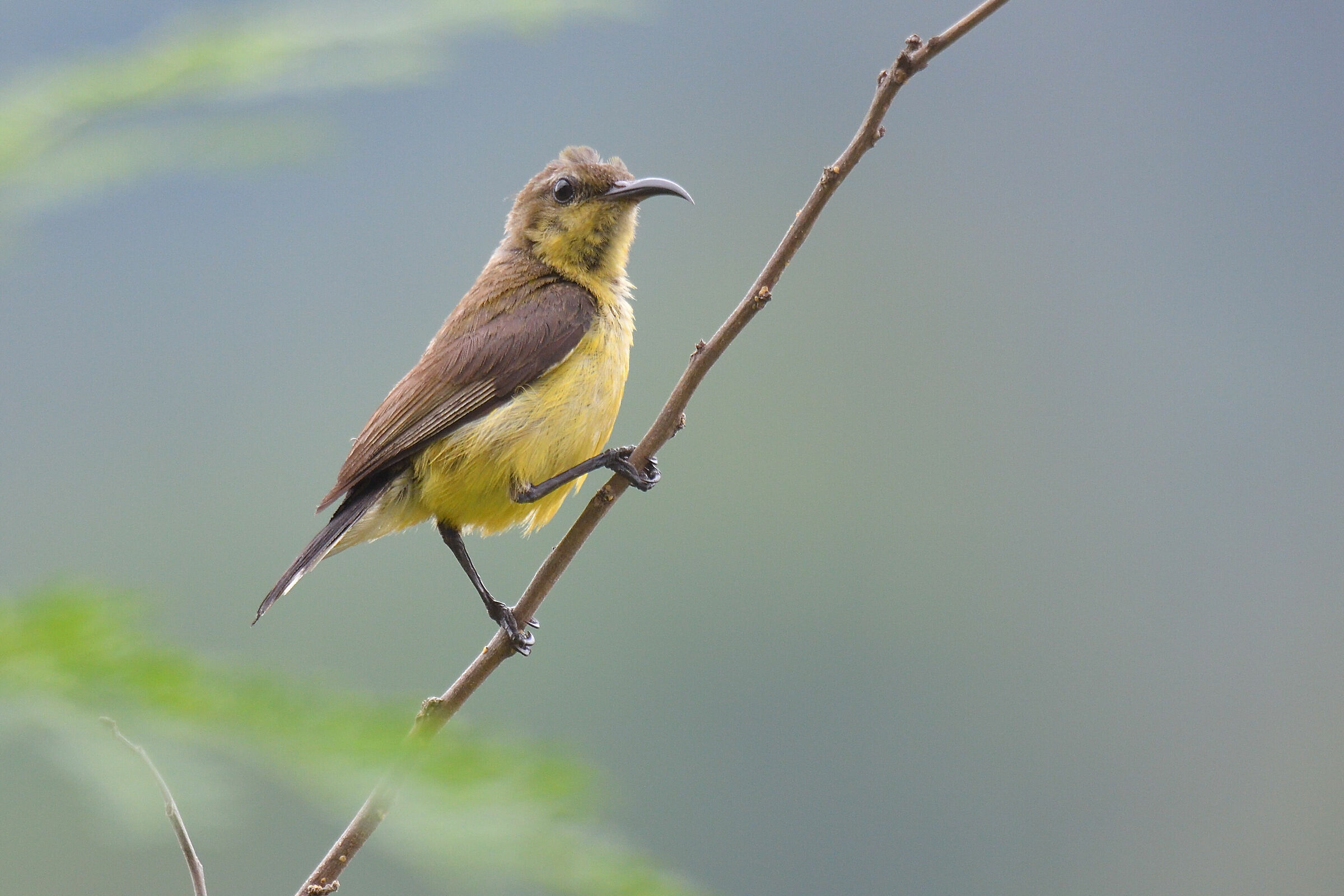 Sunbird di olive-backed