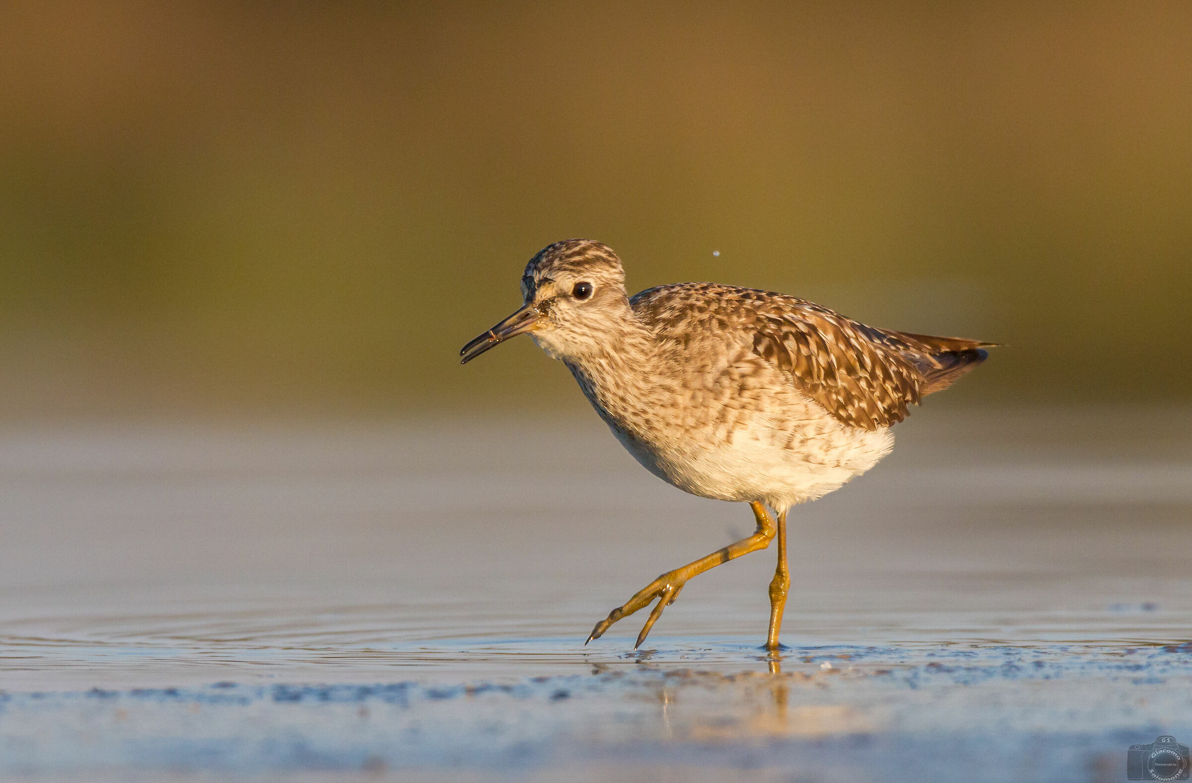 Pyro Pyro Boschereccio