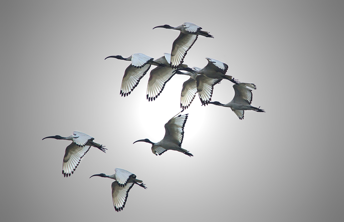 Sacred Ibis