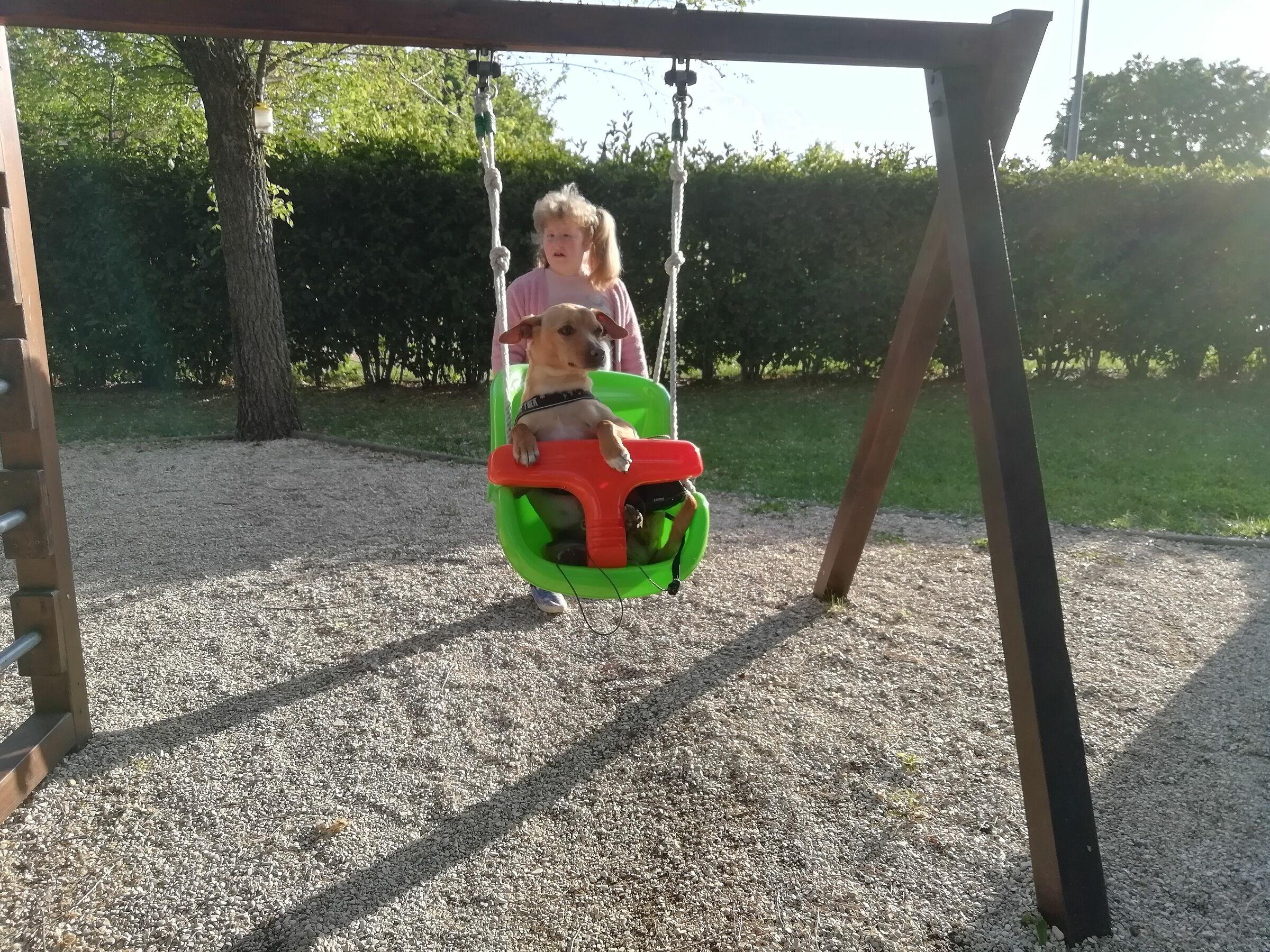 Chi dice che i cani non possono fare l'altalena