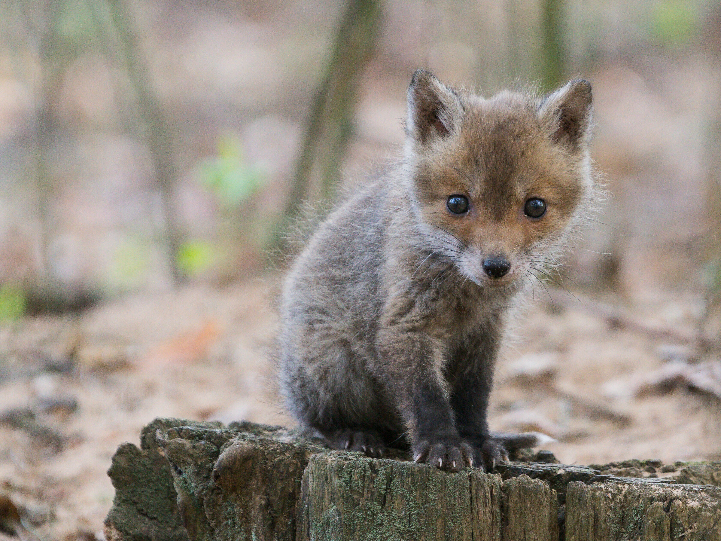 Volpe rossa (Vulpes vulpes)