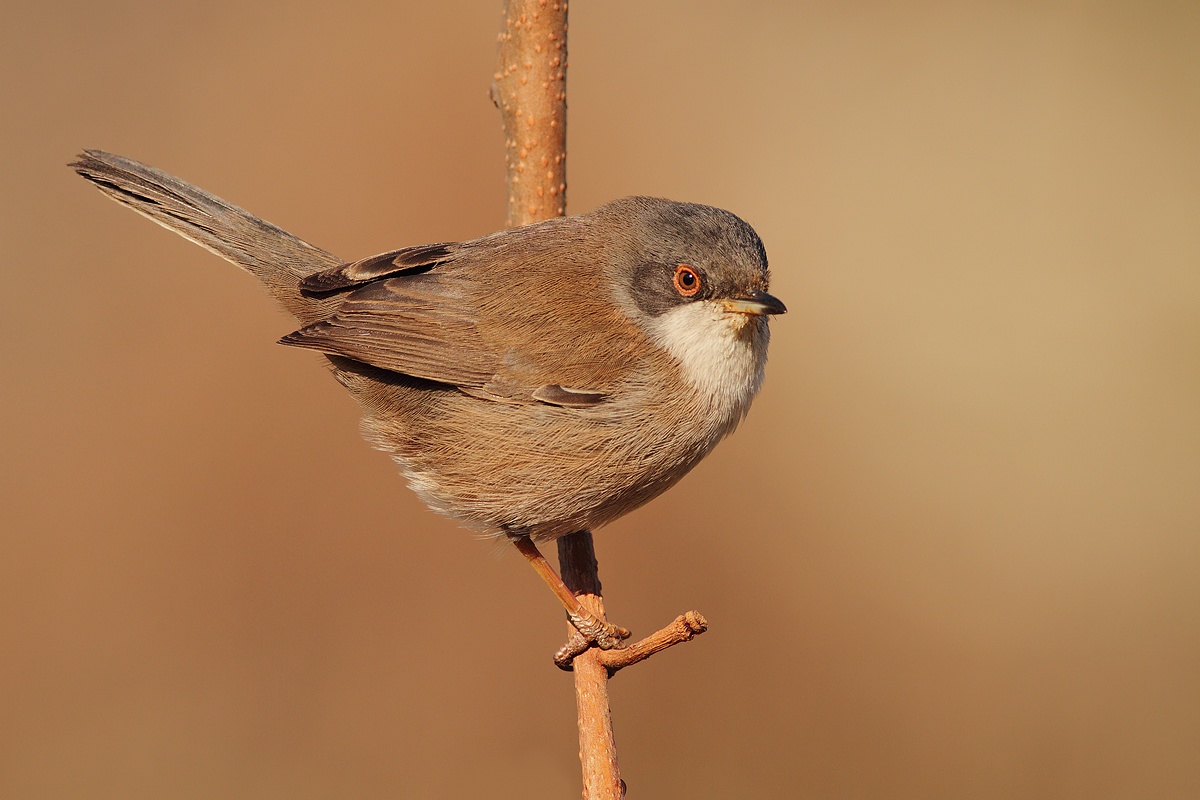 Do you want something??