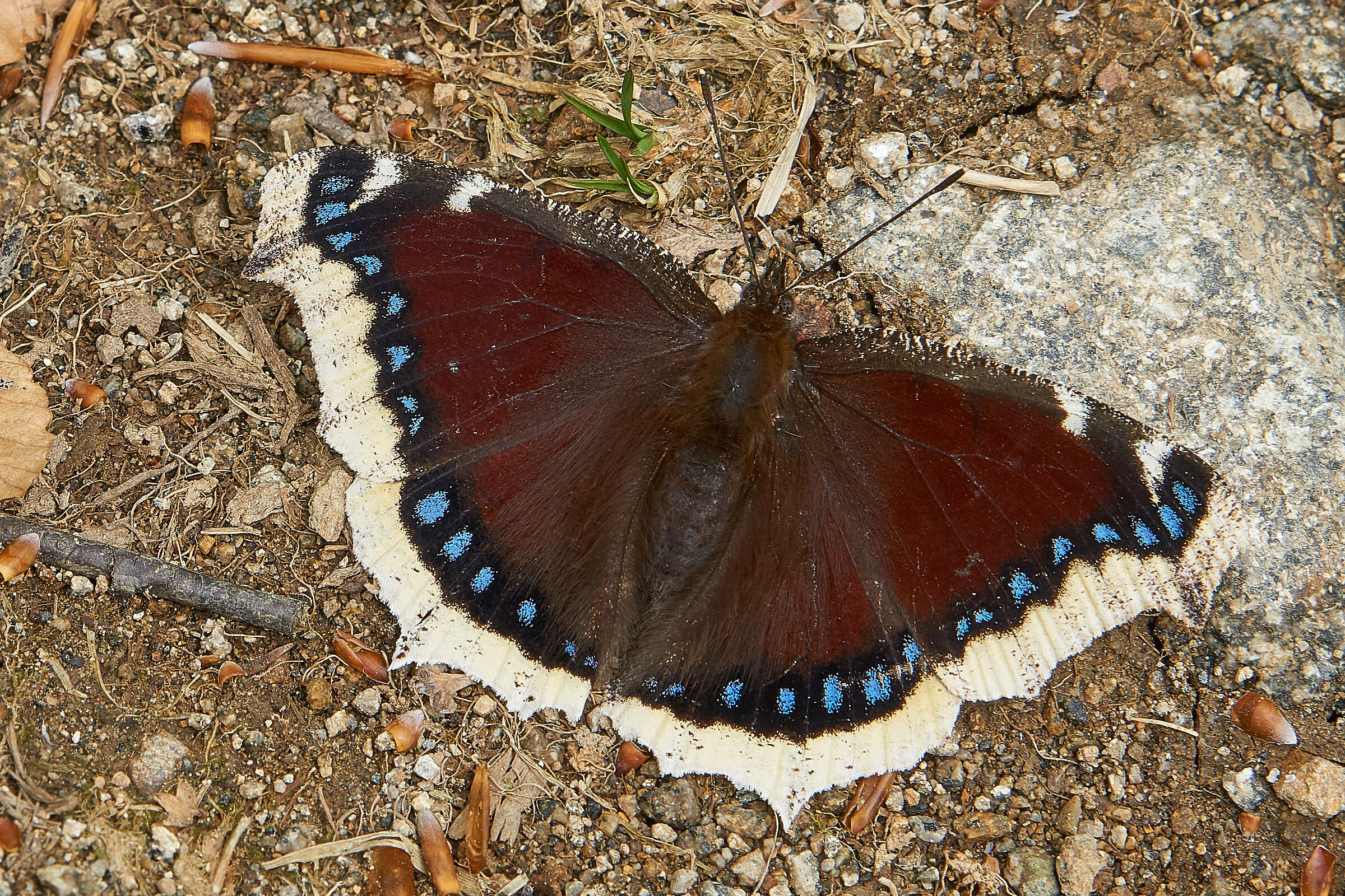 Nymphalis Antiopa
