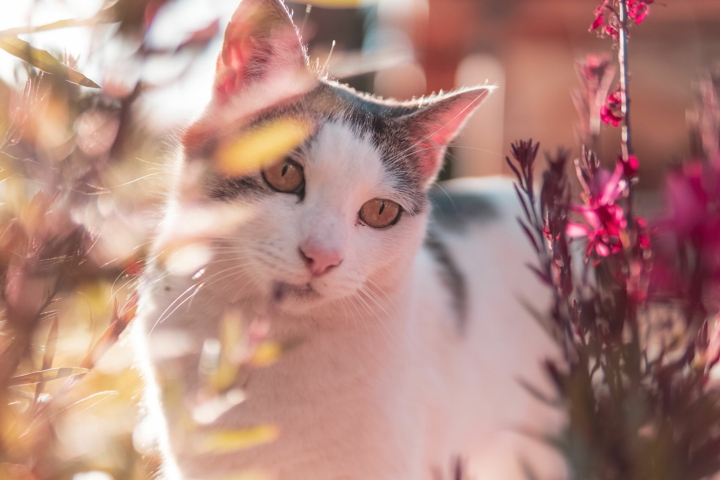 The Princess Jattona