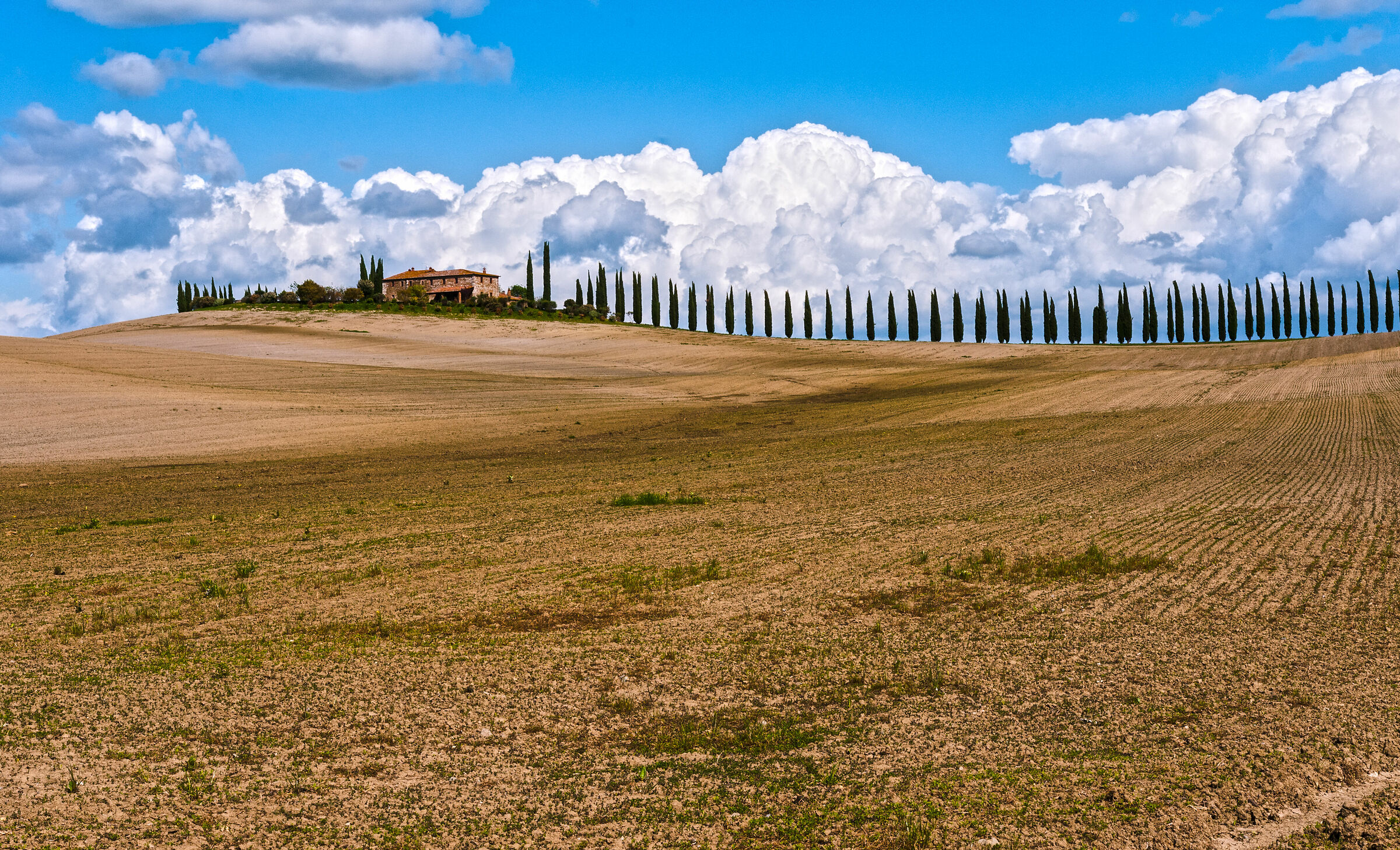 Cypress Trees in Val d'orcia