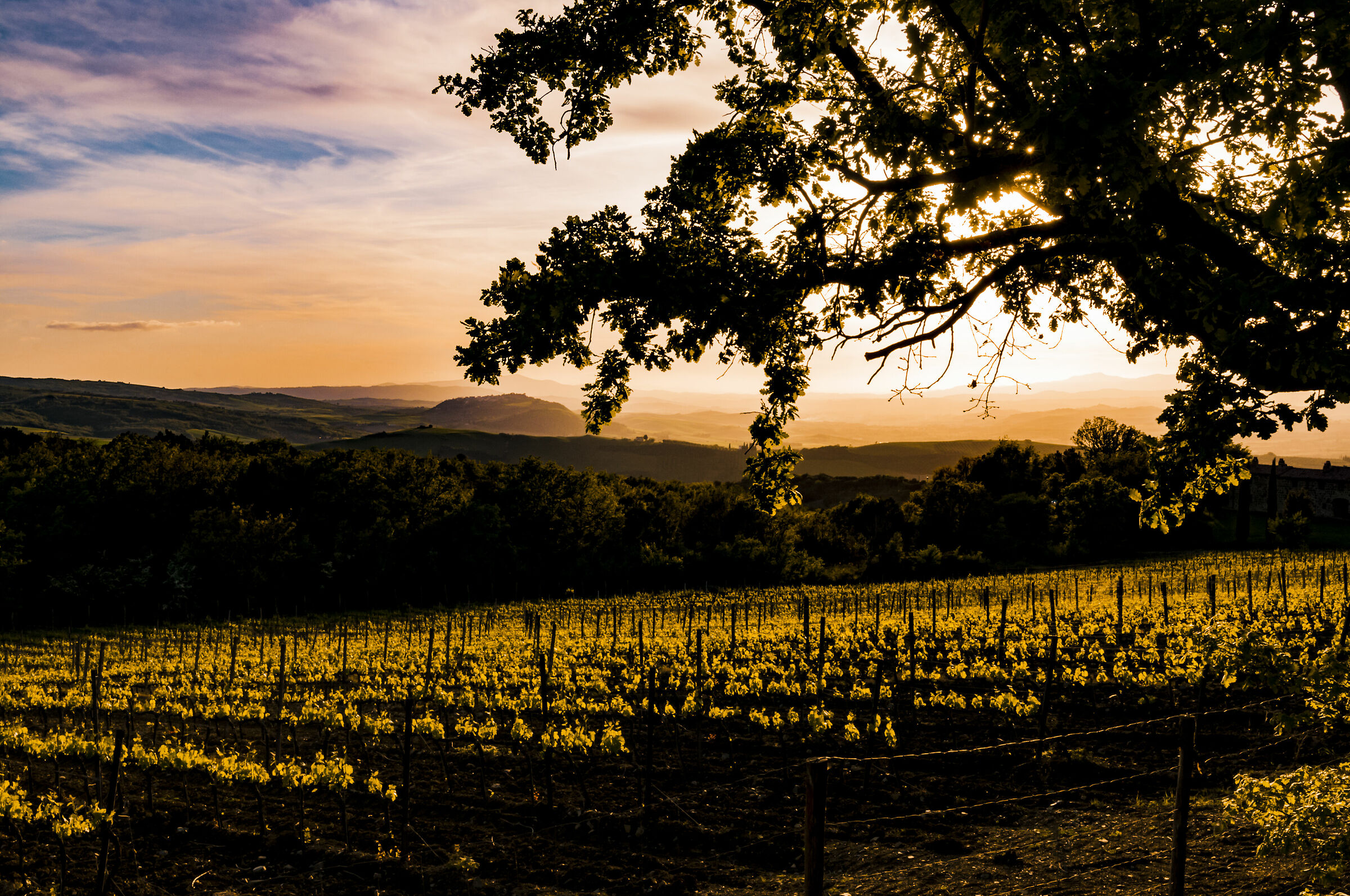 Vineyards of Montale