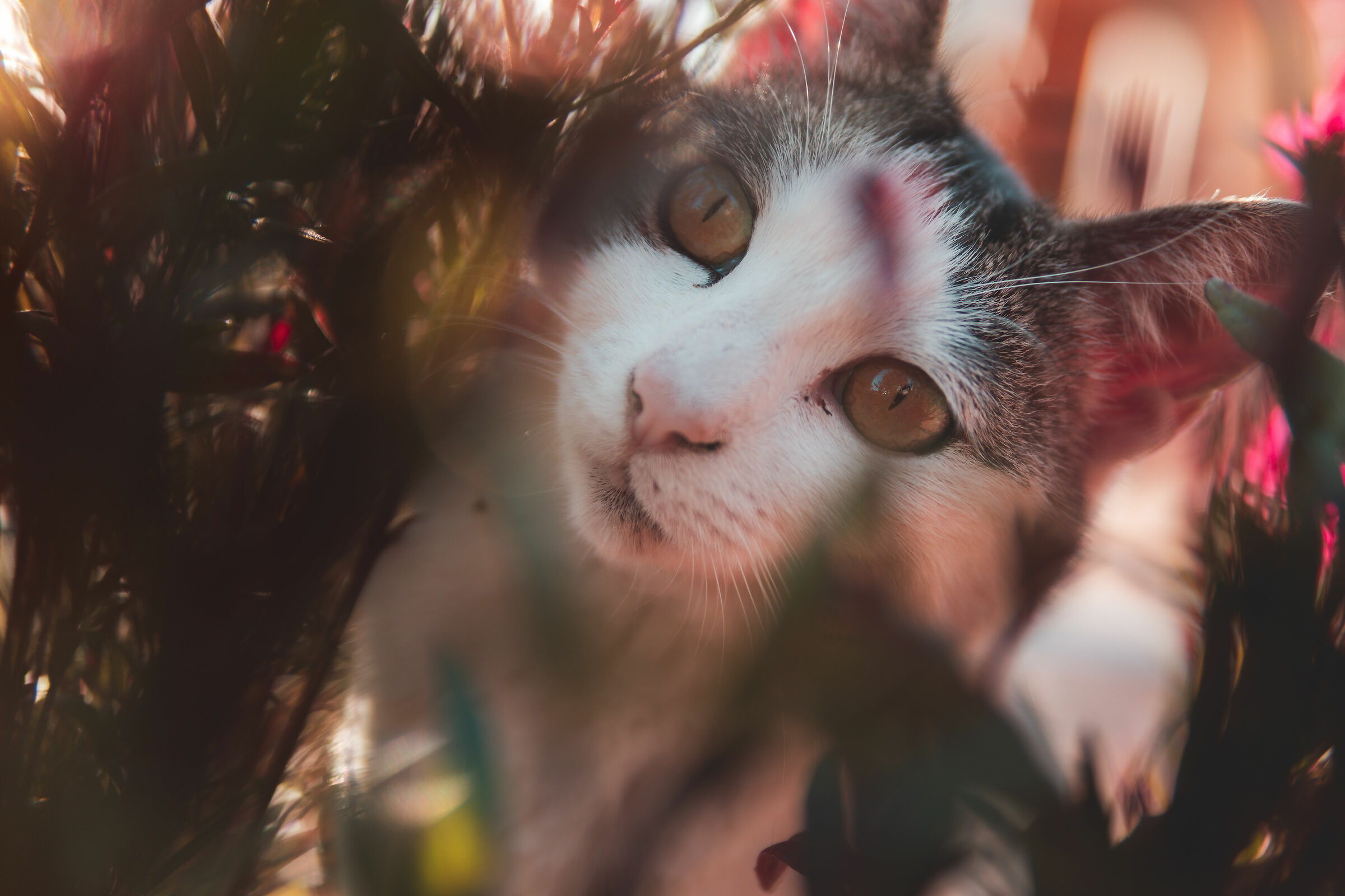 Feline Curiosity