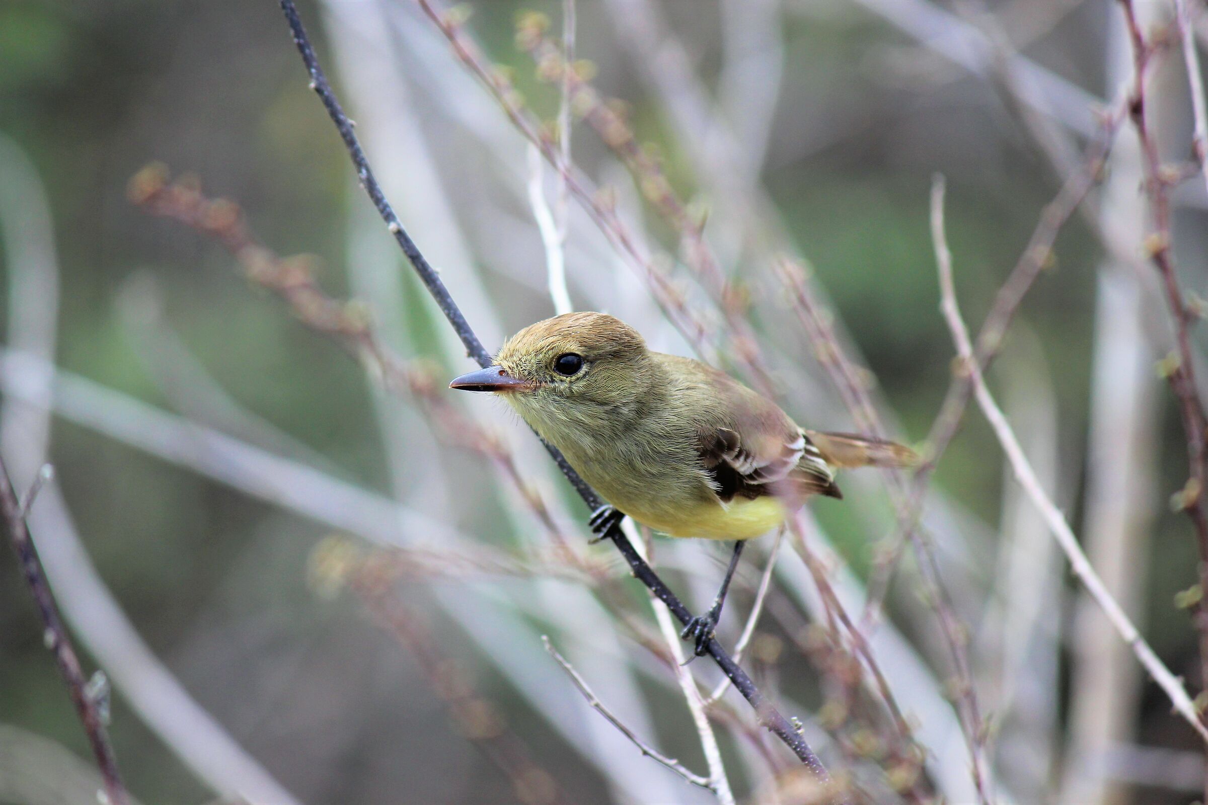 Cheeeese...-Pigliamosche delle Galapagos