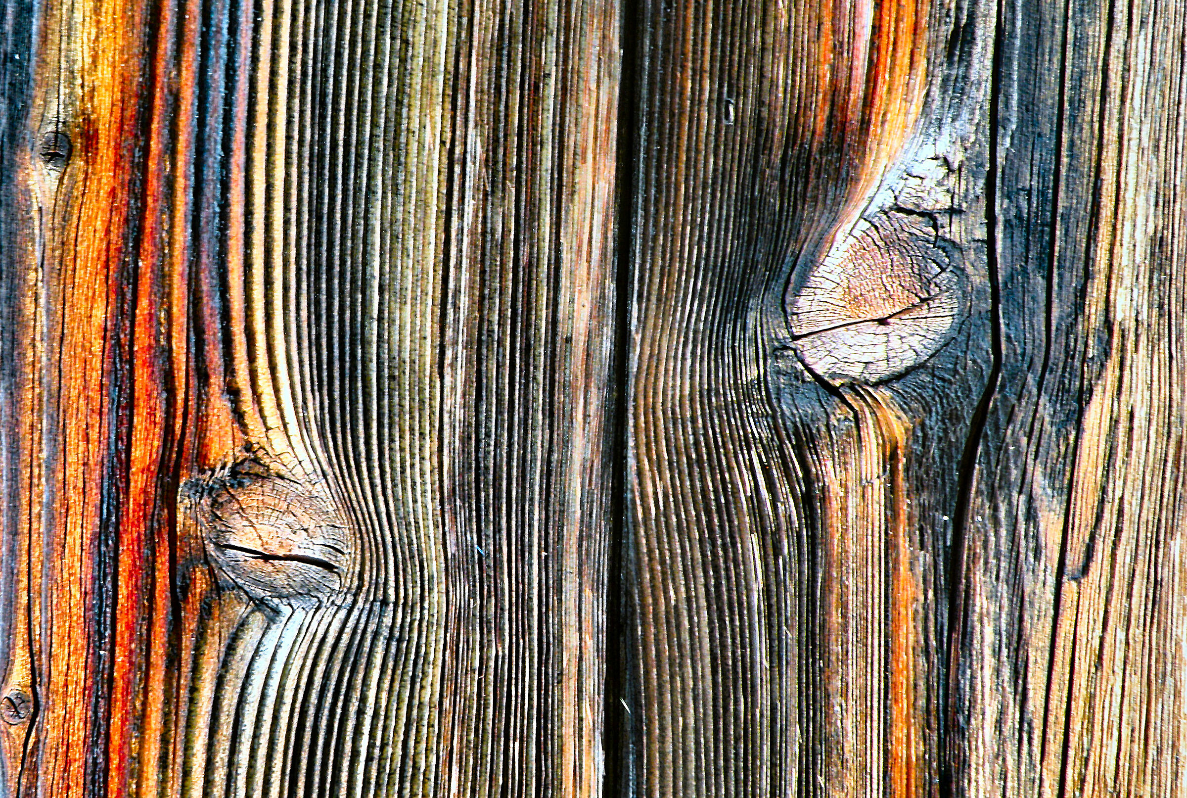 Grafismi Arborei