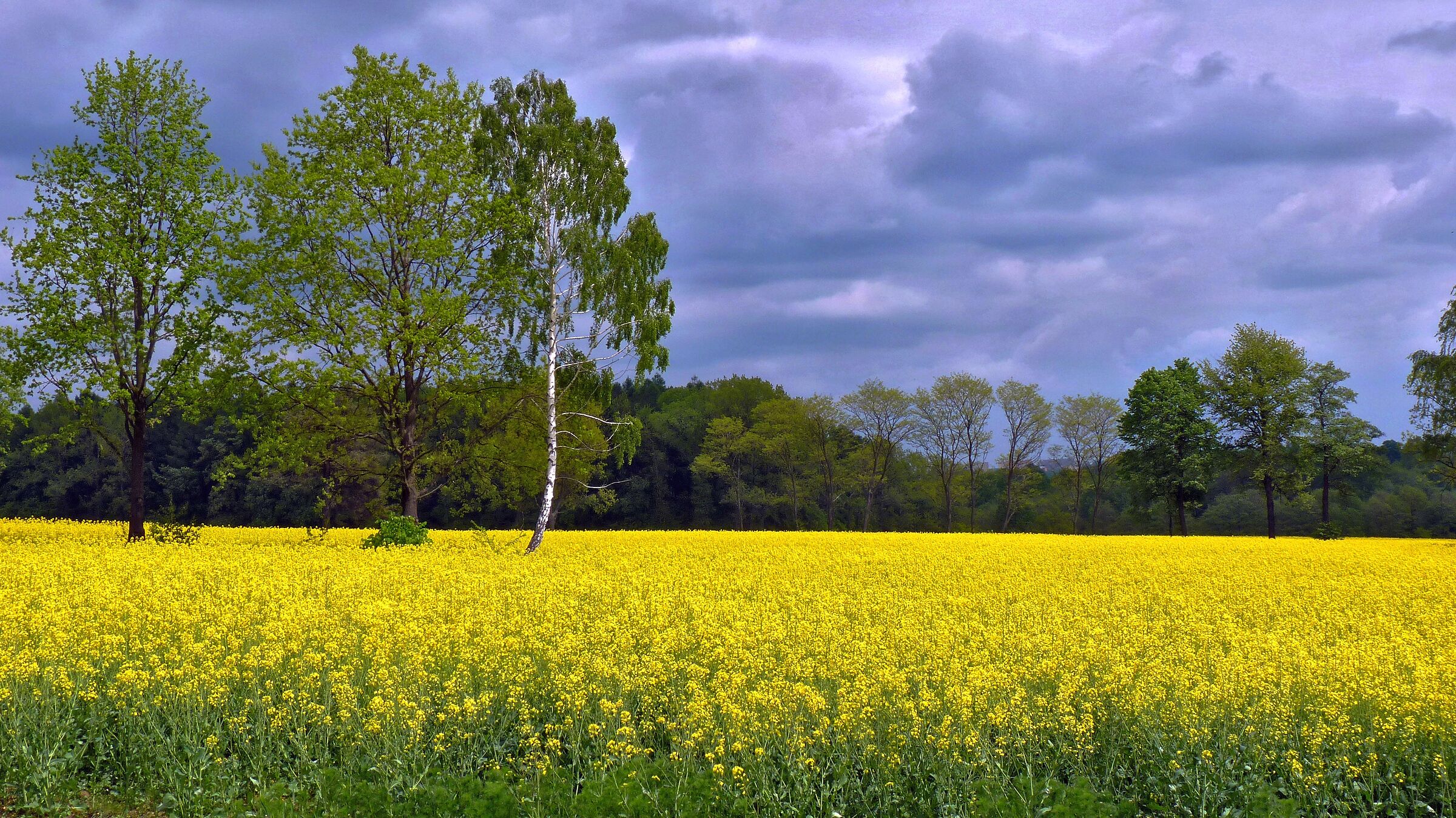 Rapeseed