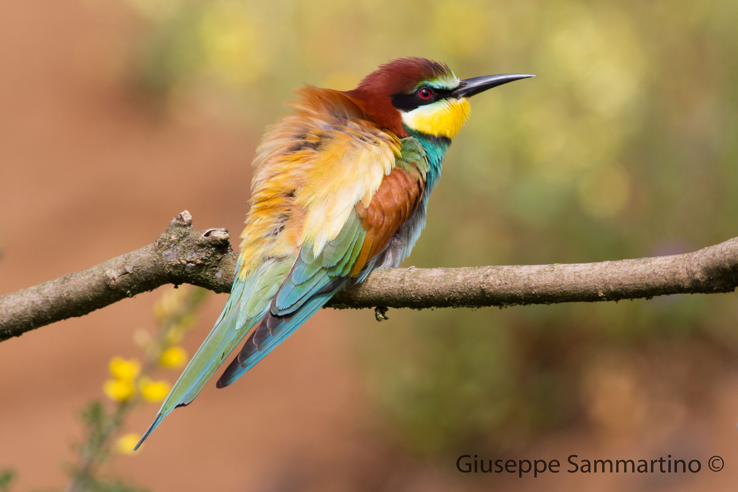 Bee-eater