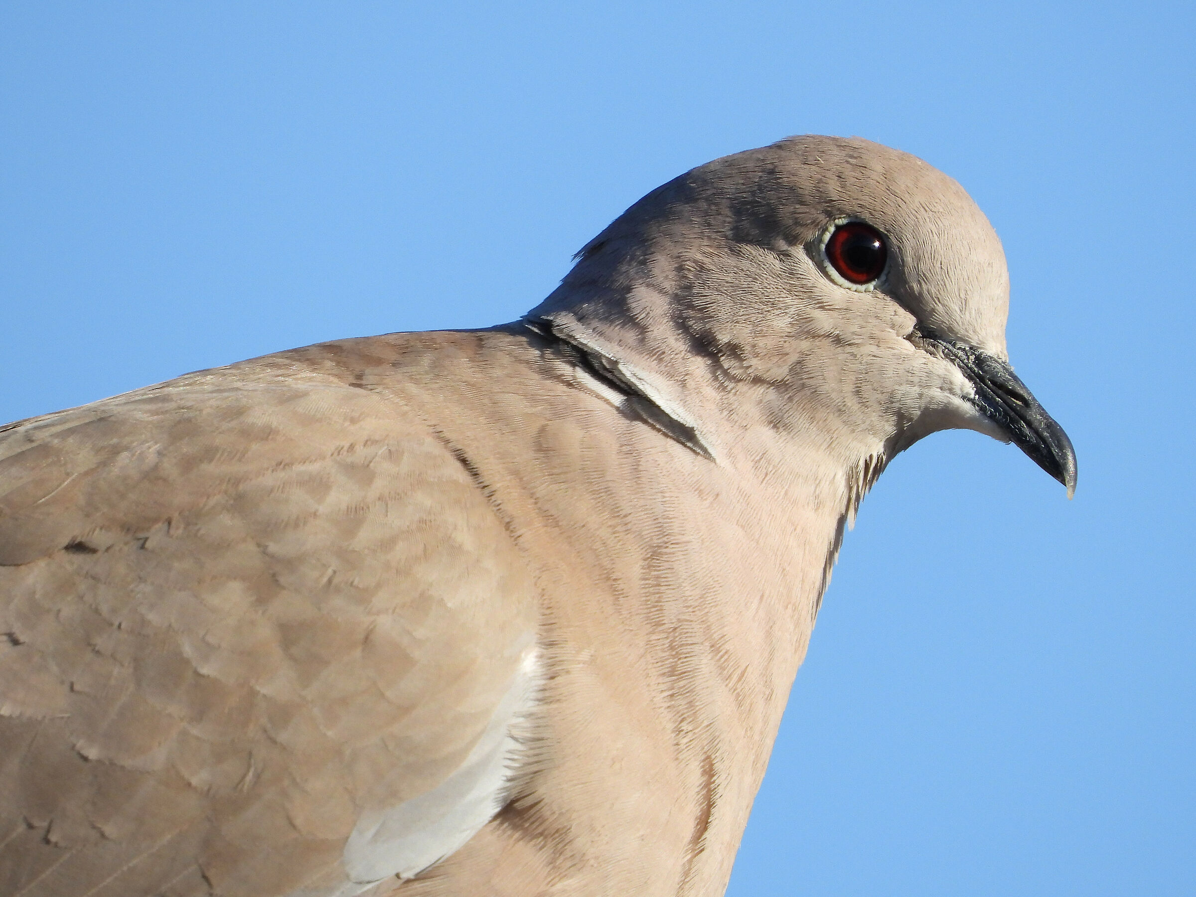 Collared Turtledove