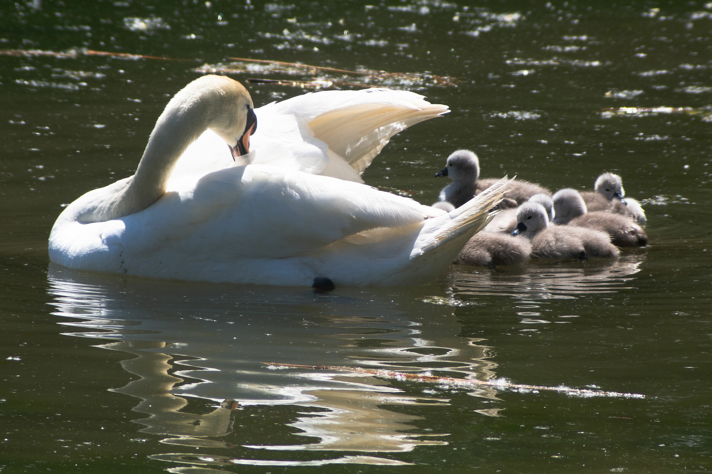 Snow White and the Seven Dwarves