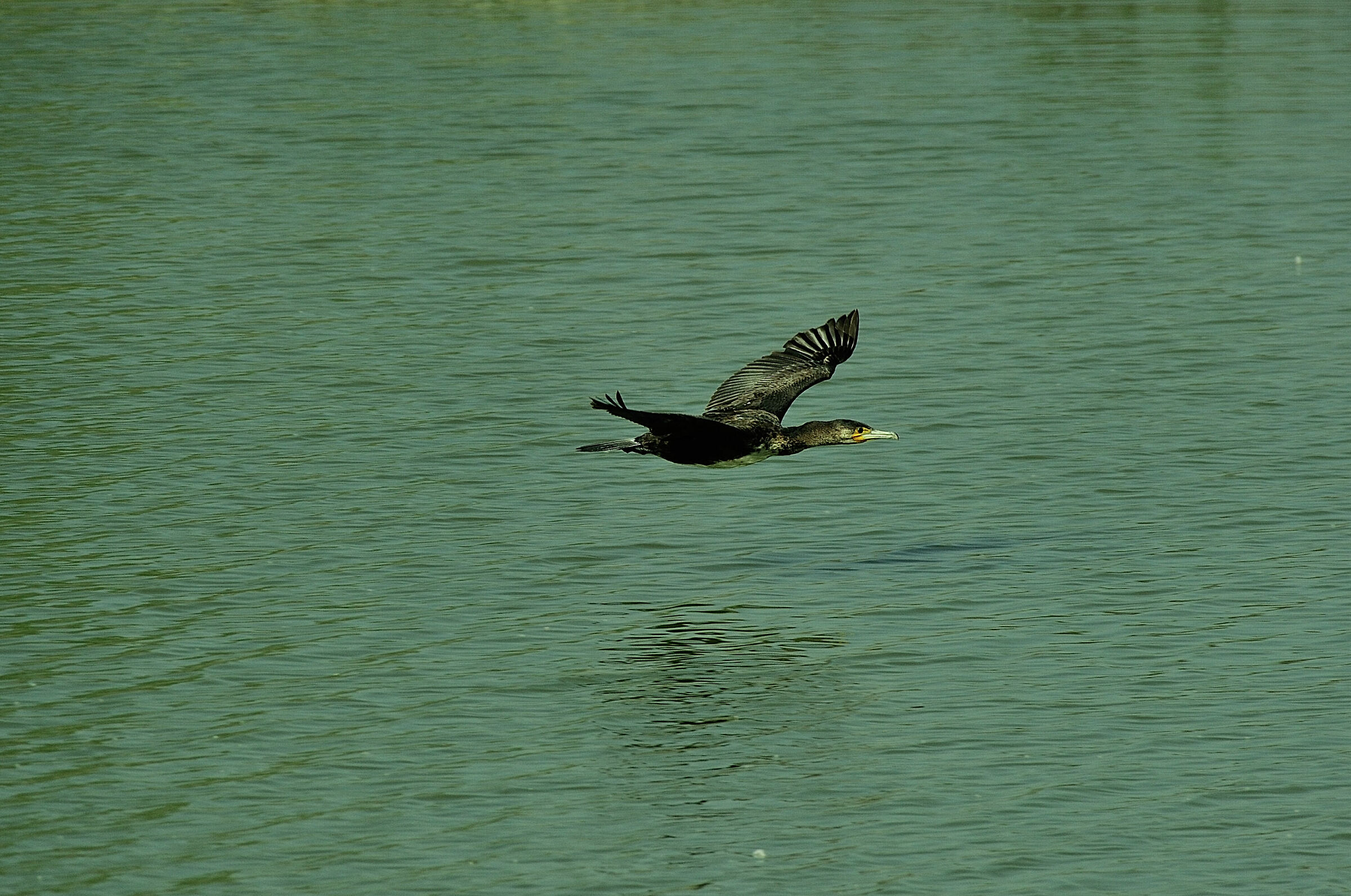 Cormorano a filo acqua