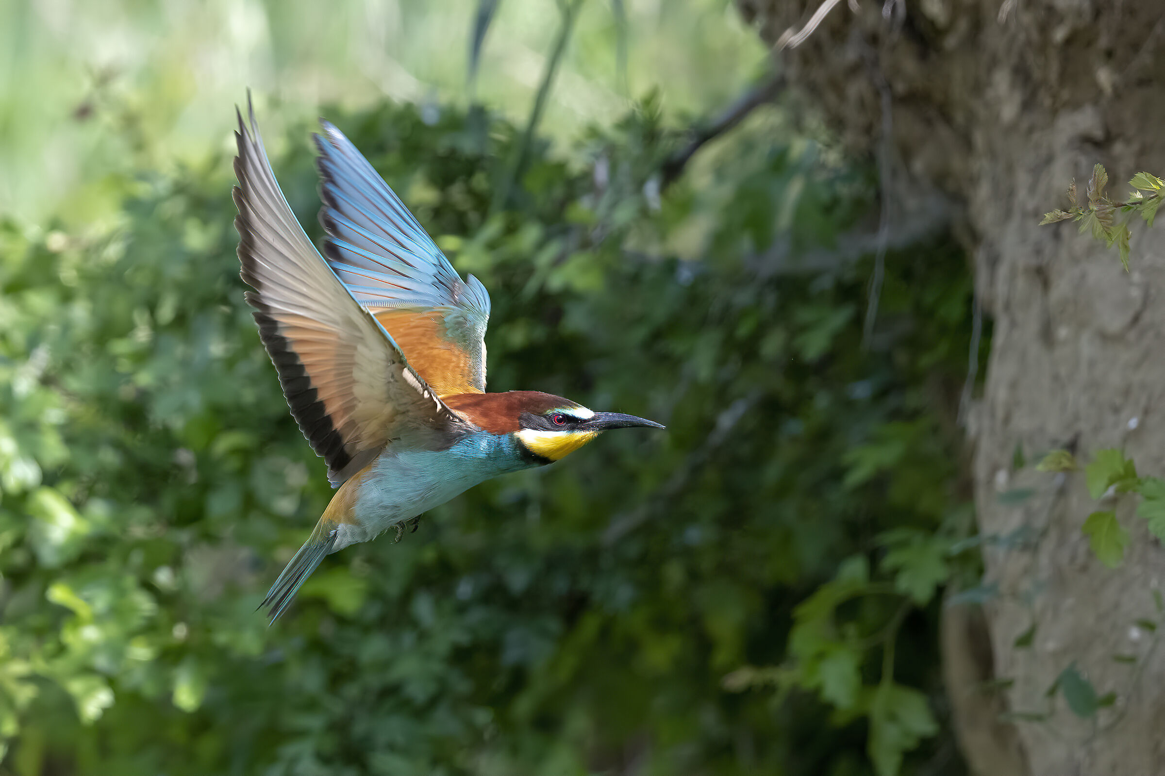 Bee-eater