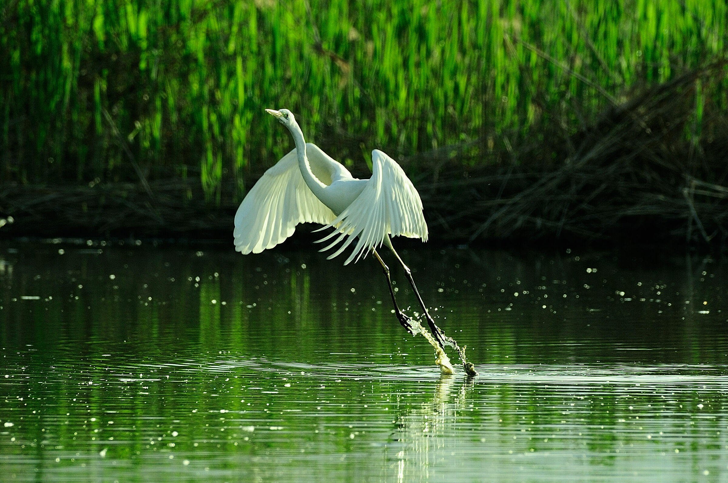 Airone bianco maggiore