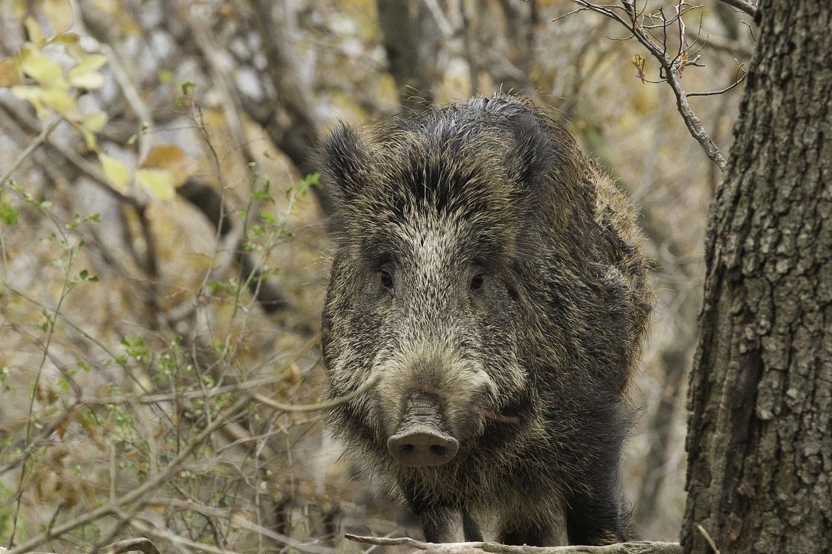 cinghiale 2