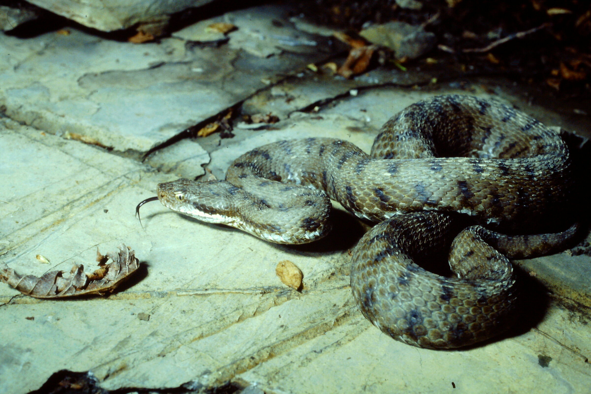 Common Viper