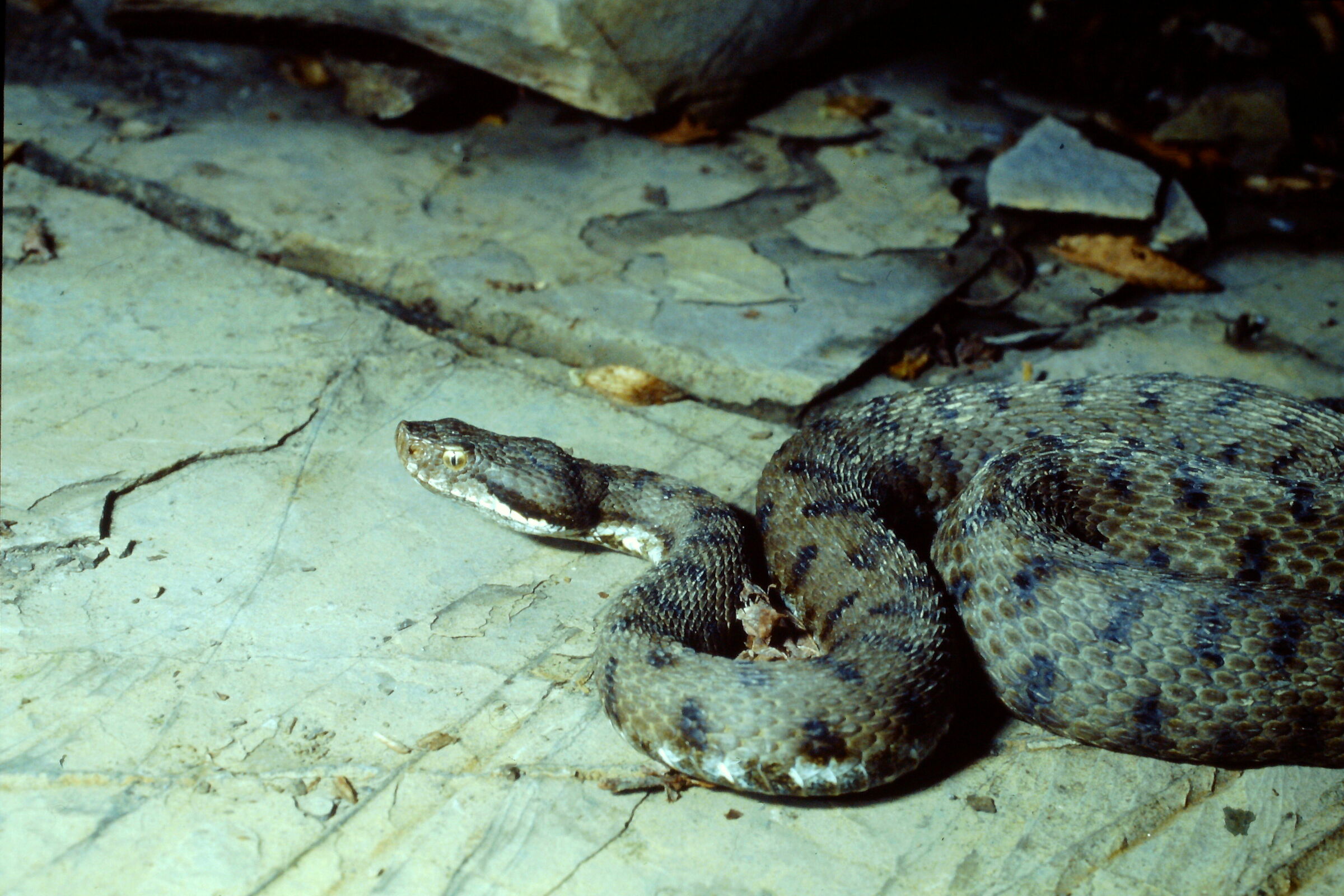 Common Viper