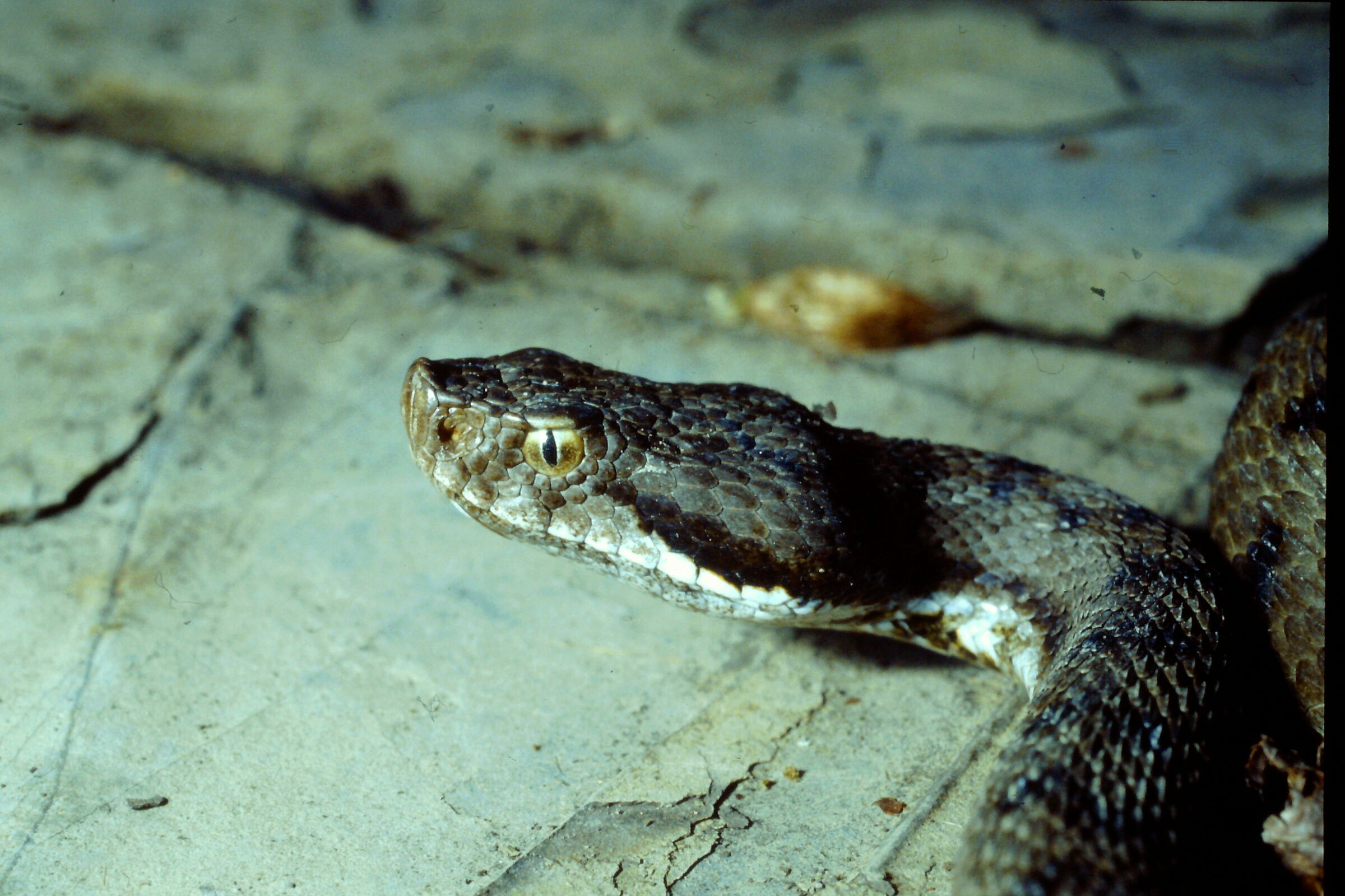 Common Viper