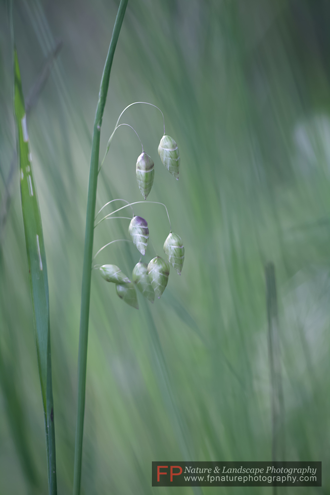 Briza Maxima-Sonaglini major