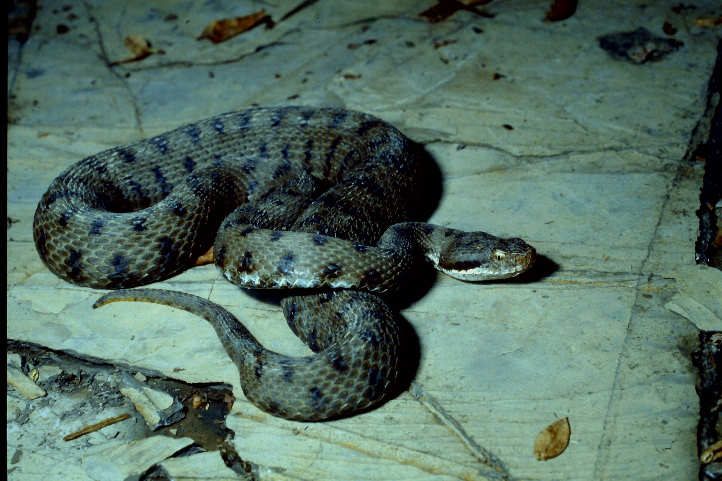 Common Viper