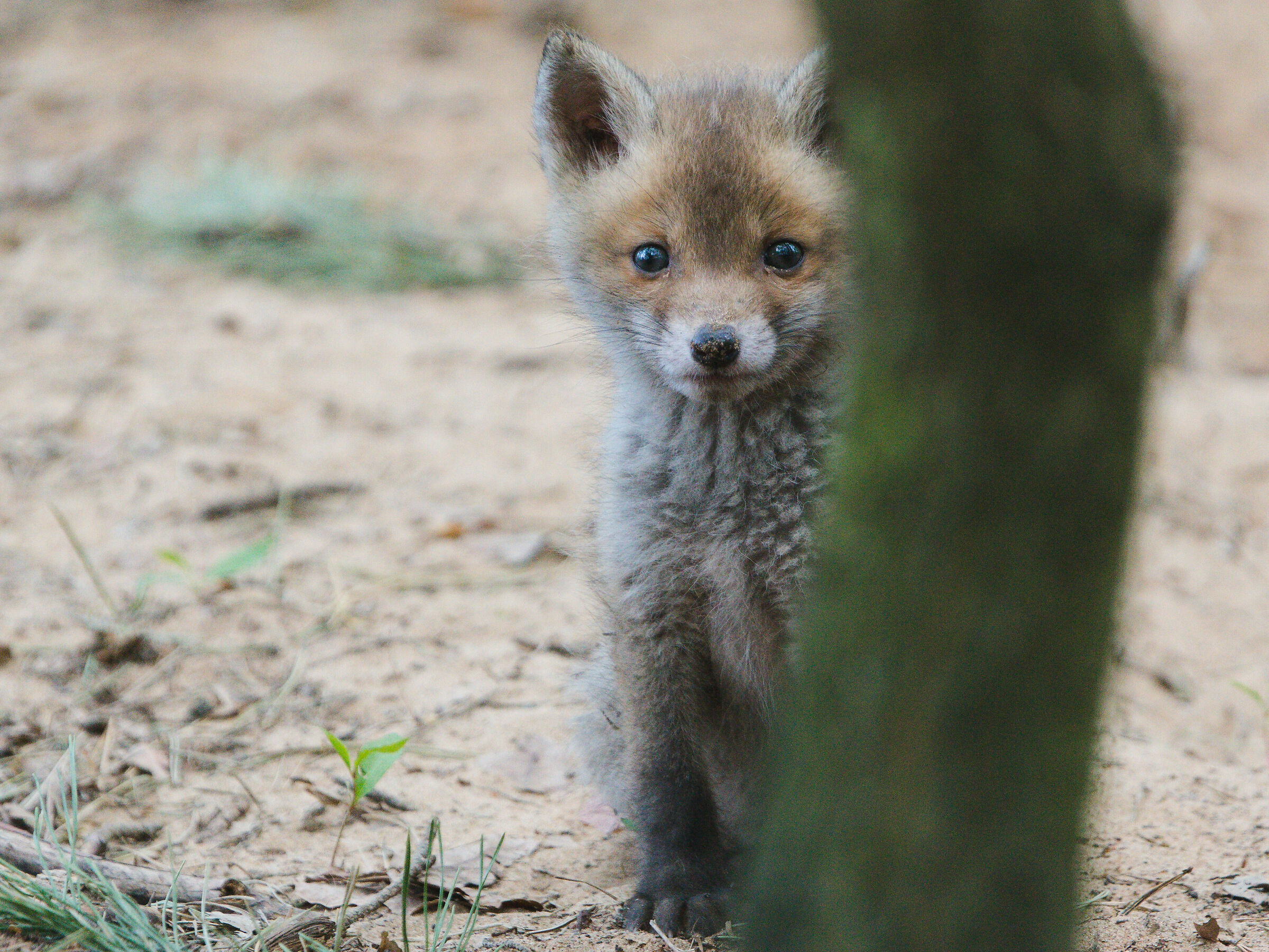 Volpe rossa (Vulpes vulpes)